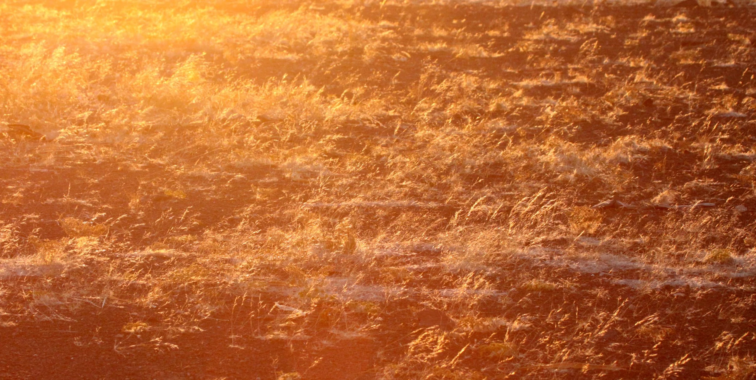 NAMIBIA - SKELETON COAST NATIONAL PARK - EAST ENTRANCE (23).JPG