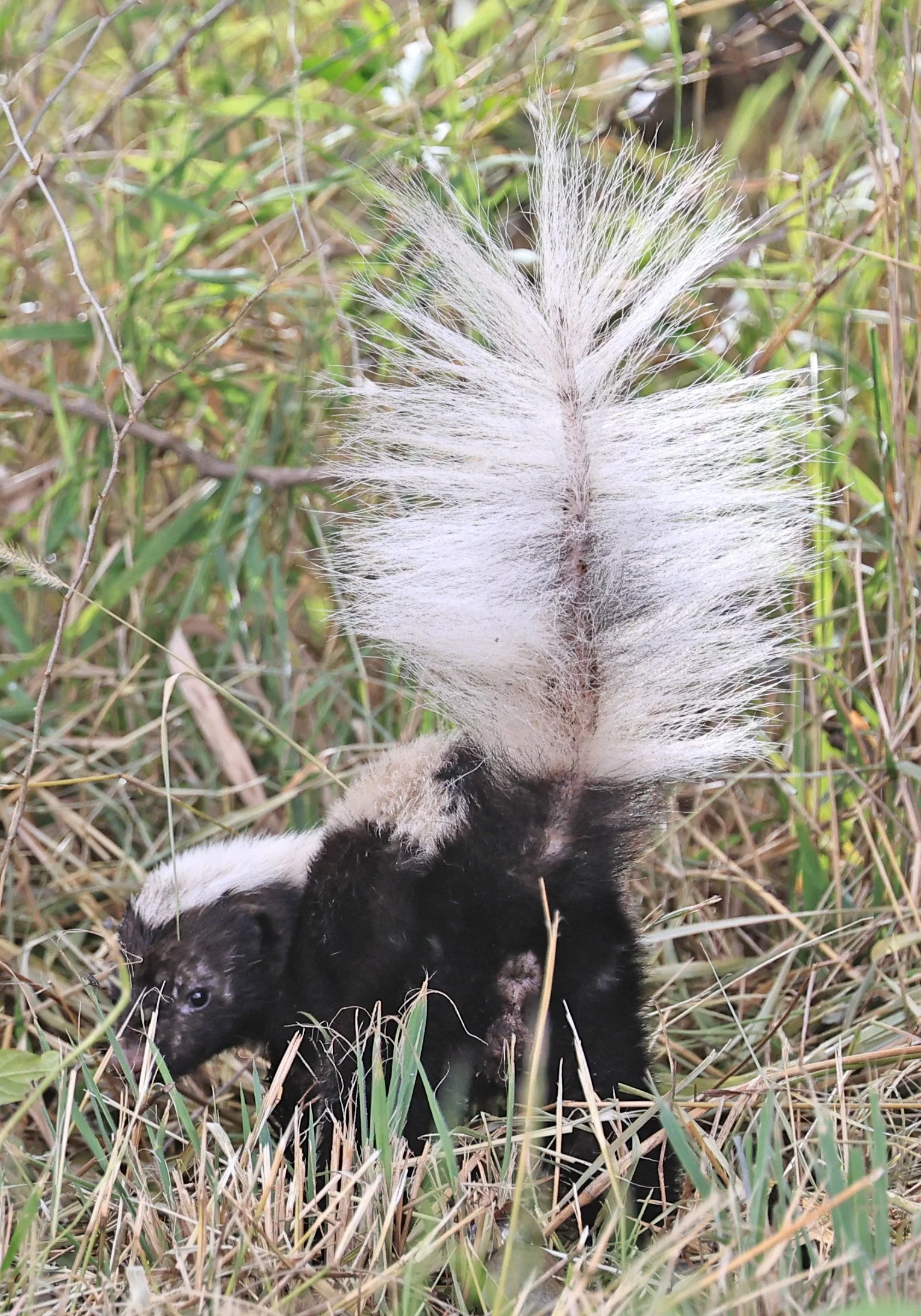Molina's Hog-nosed Skunk (Conepatus chinga) Estancia Campo'i Paraguay  (4).jpg