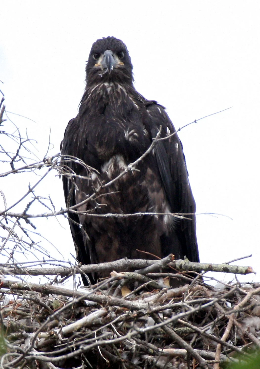 Haliaeetus leucocephalus - AMERICAN BALD EAGLE - CHICKS - CLINE SPIT OVERLOOK - SEQUIM DUNGENESS BLUFFS (31).JPG