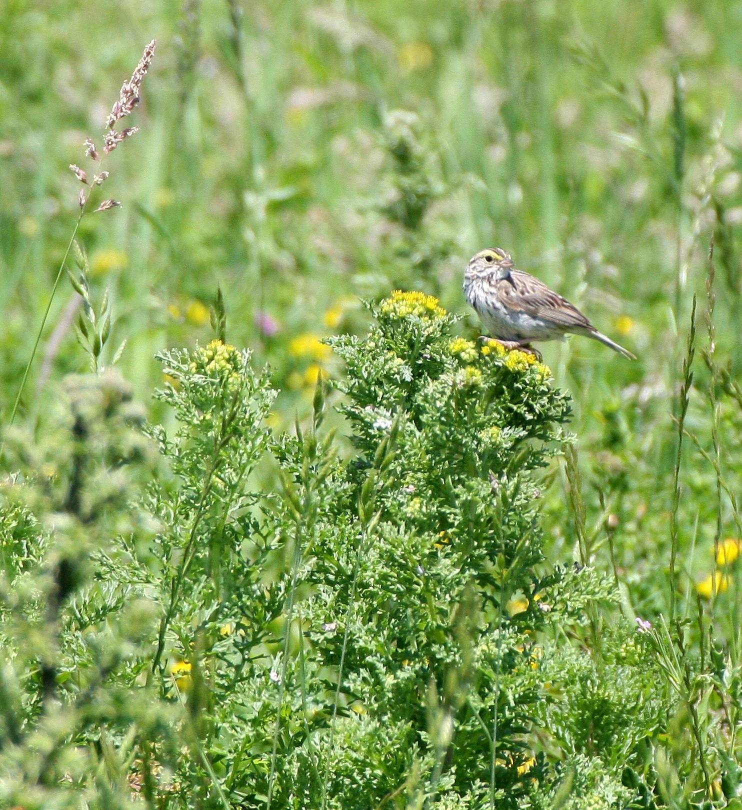 Savannah Sparrow (Passerculus sandwichensis) Ridgefield NWR Washington (4).JPG