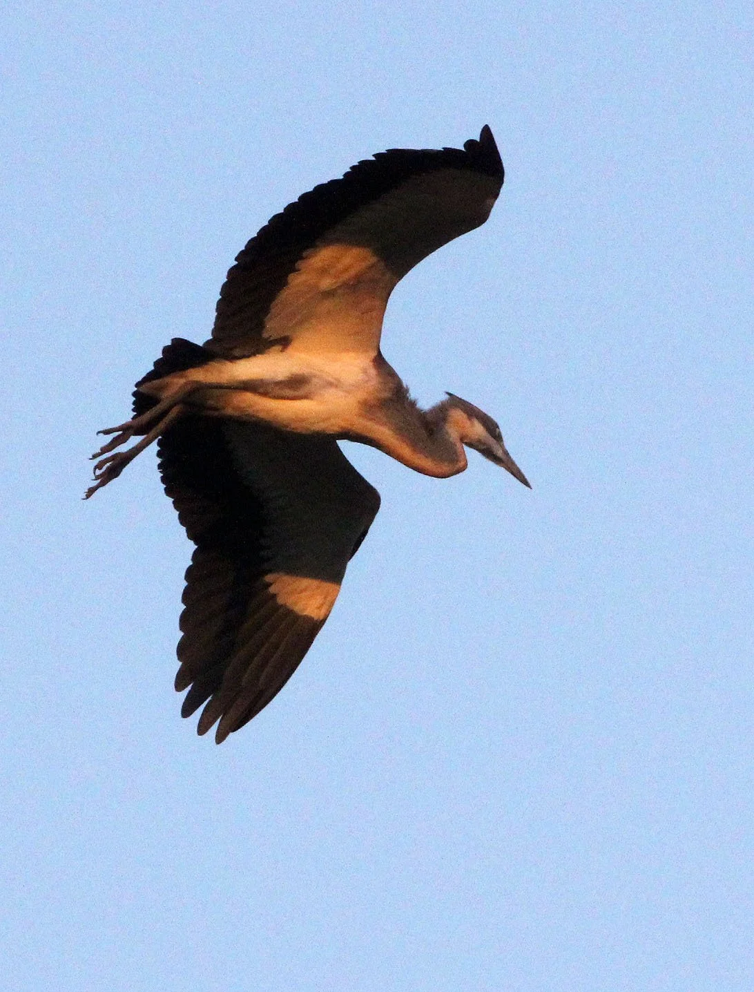 Black-headed Heron (Ardea melanocephala) — Coke Smith Wildlife
