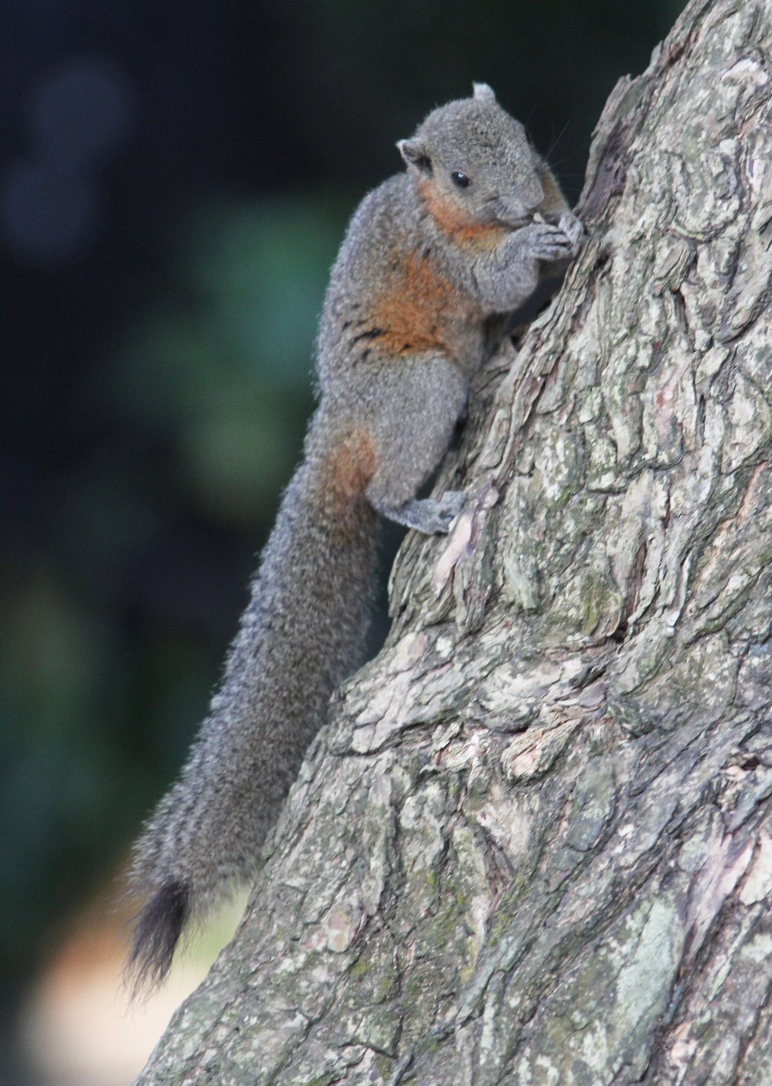 Callosciurus caniceps -  SIMILAN ISLANDS FEB 8-13, 2015 THAILAND (344).JPG