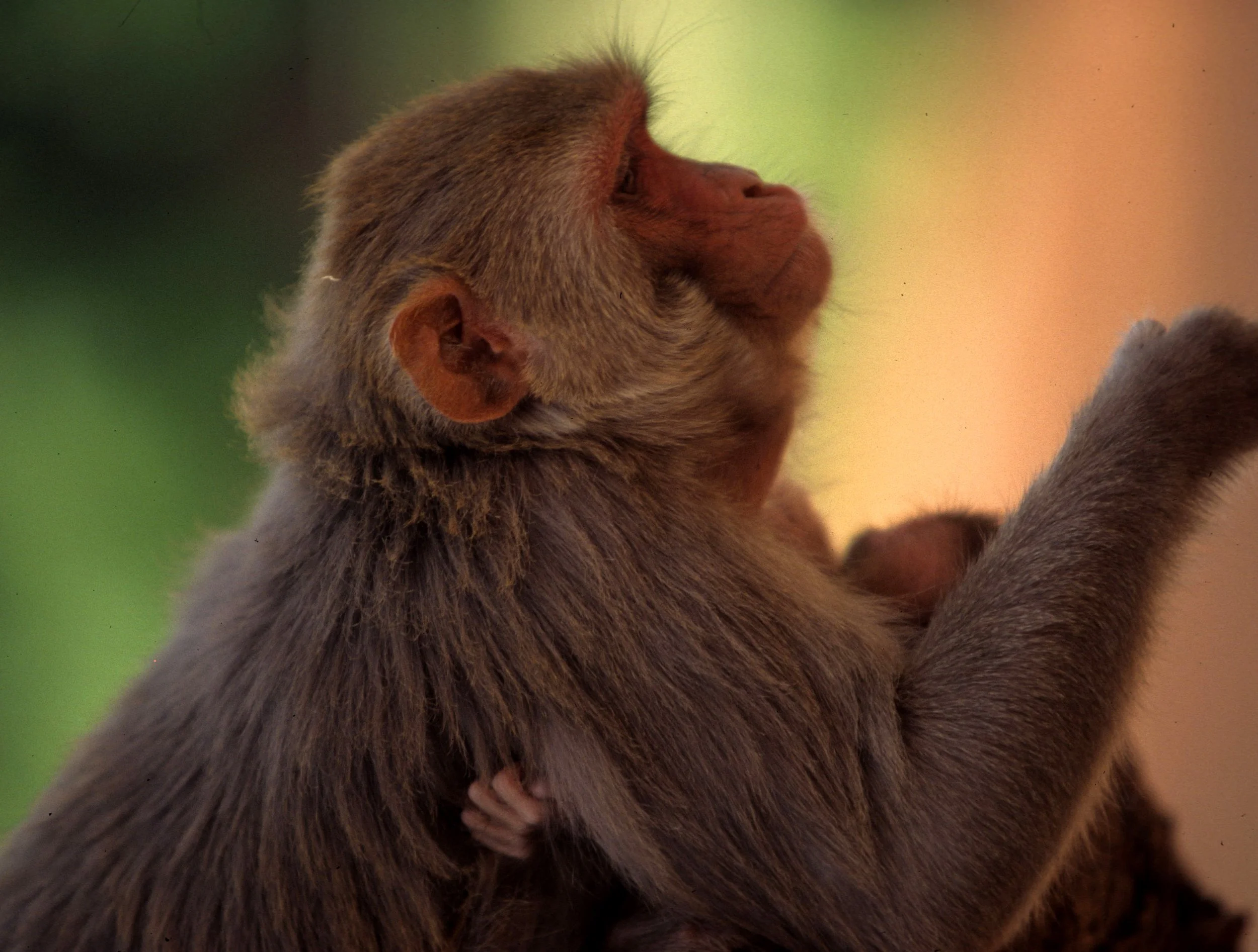 PRIMATE - MACAQUE SPECIES - CHITWAN NP NEPAL A.jpg