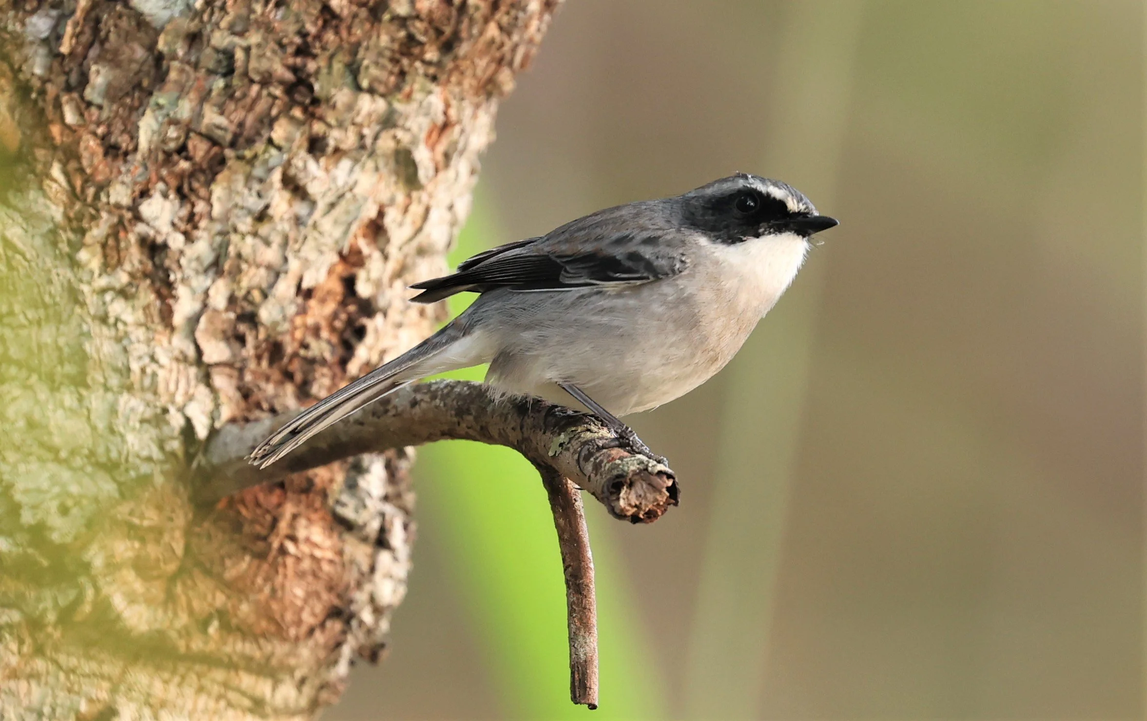 BUSH CHAT - GREY BUSH CHAT - Saxicola ferreus - DOI LANG WEST, DOI PHA HOM POK NP, CHIANG MAI DEC 2021 (6).jpg