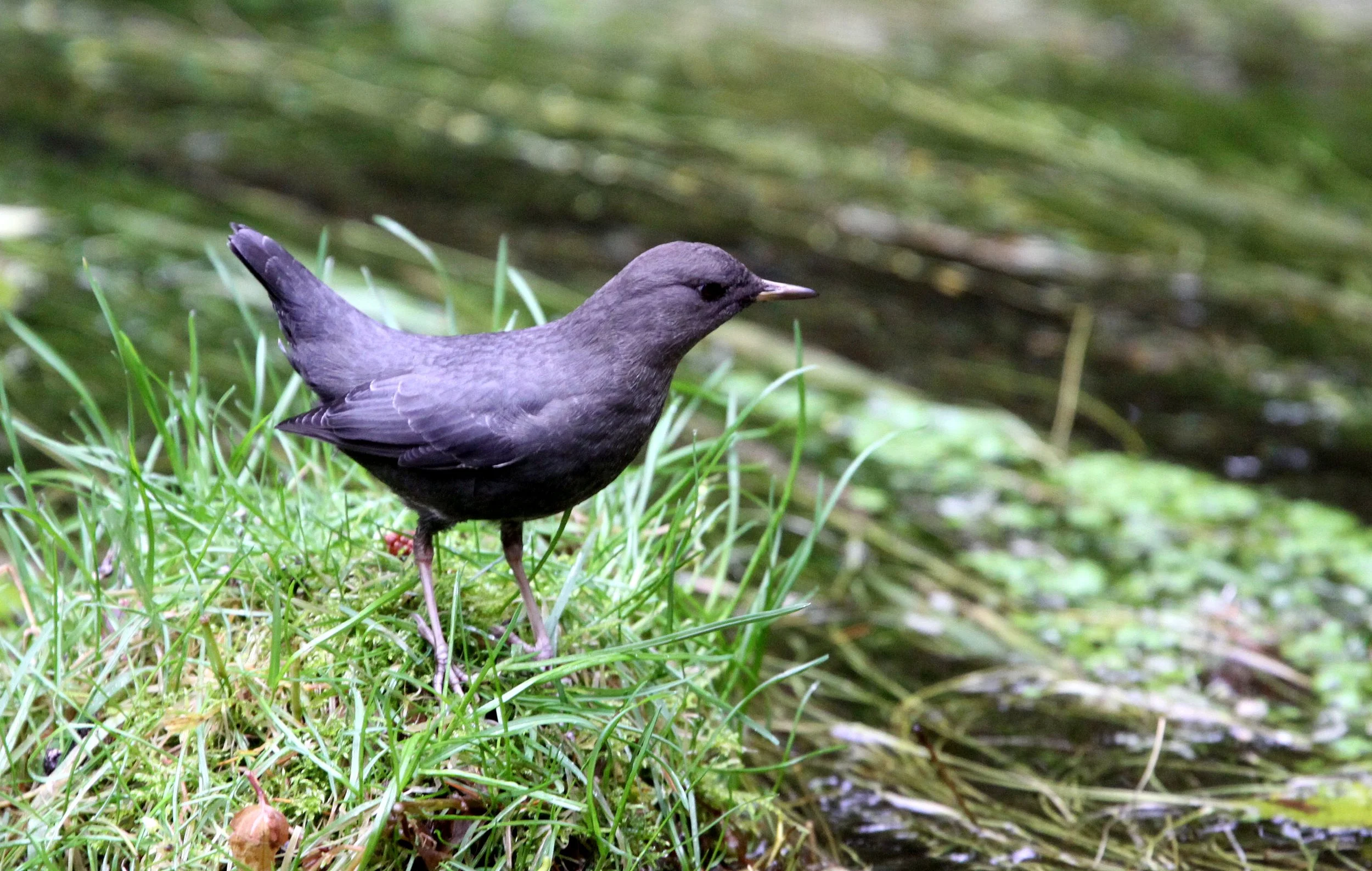 American dipper (Cinclus mexicanus) Hoh Rainforest Washington State (14).JPG