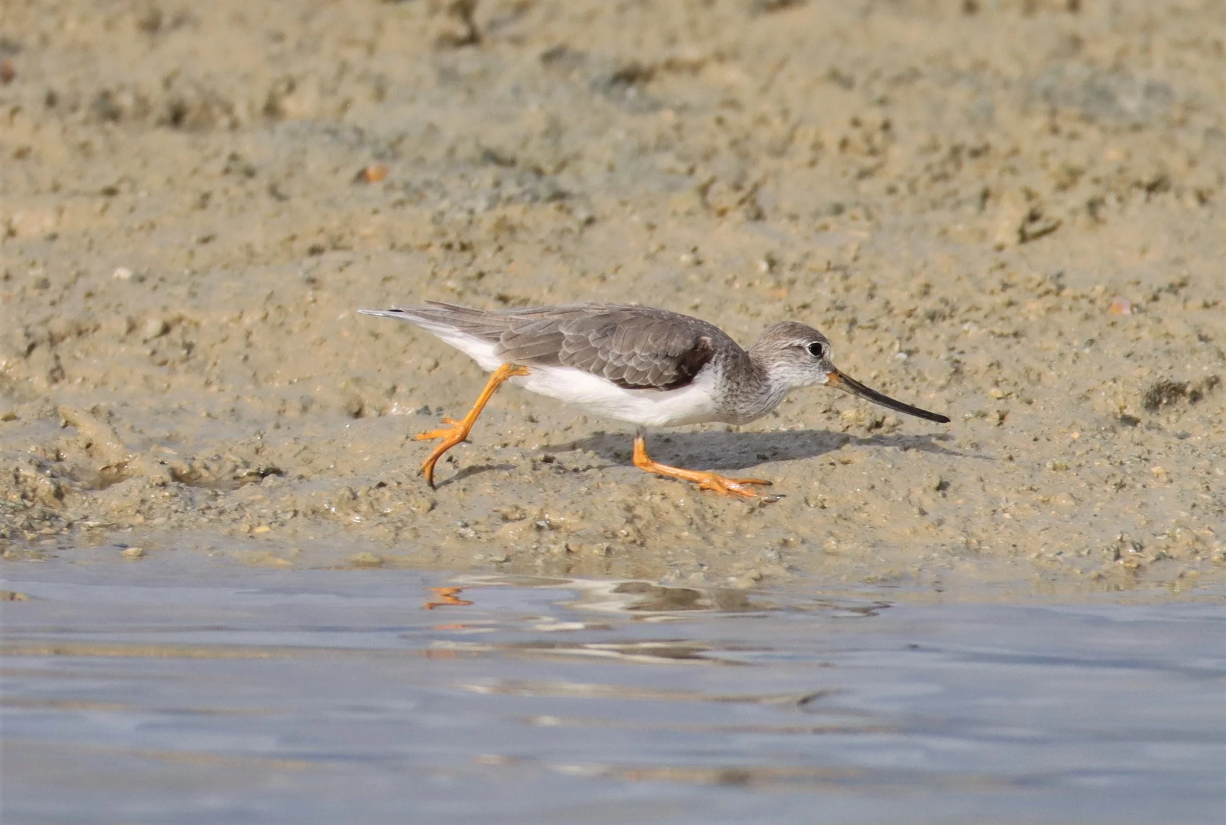 SANDPIPER - TEREK SANDPIPER - Xenus cinereus - LAEM PAKARAM PHANG NGA 2021 (3).jpg