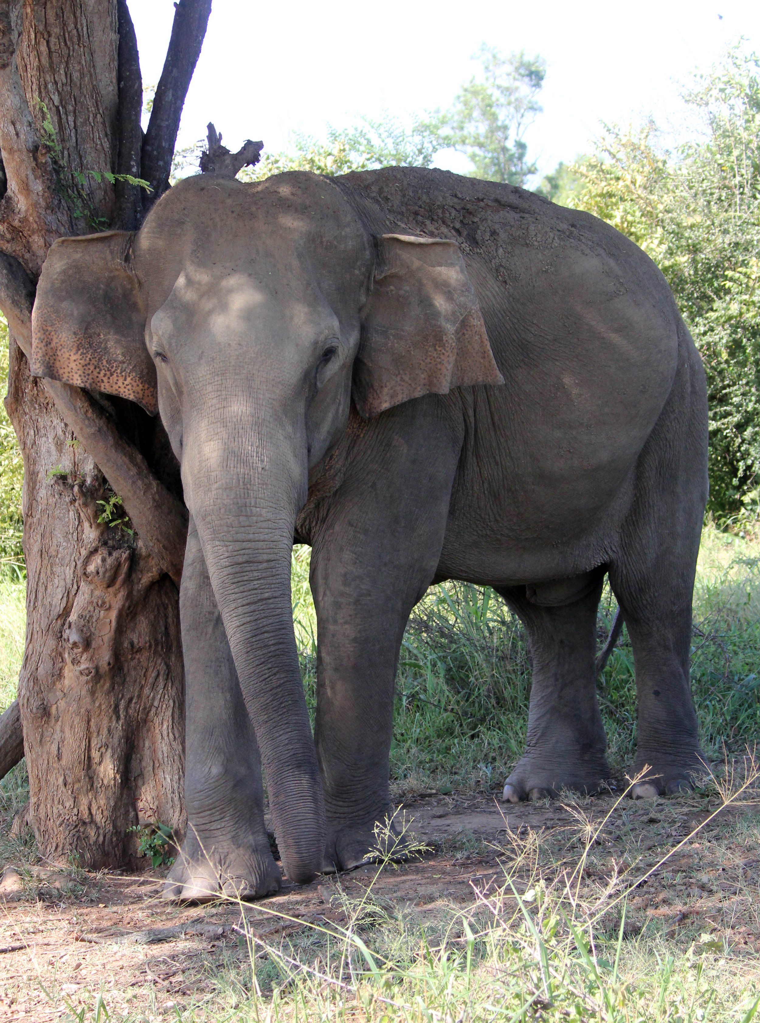 ELEPHANT - SRI LANKA ASIAN ELEPHANT - UDAWALAWA NATIONAL PARK SRI LANKA (30).JPG