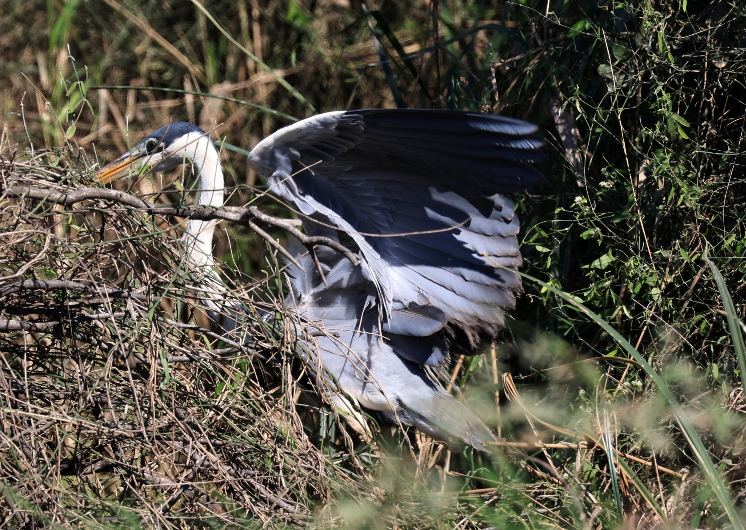 Cocoi Heron (Ardea cocoi) Agua Dulce Paraguay (6).jpg