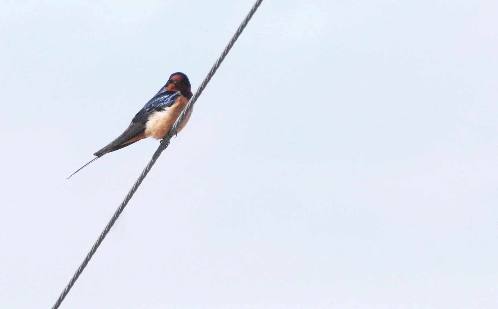 Barn Swallow (Hirundo rustica) Sequim Three Crabs Washington (1).JPG