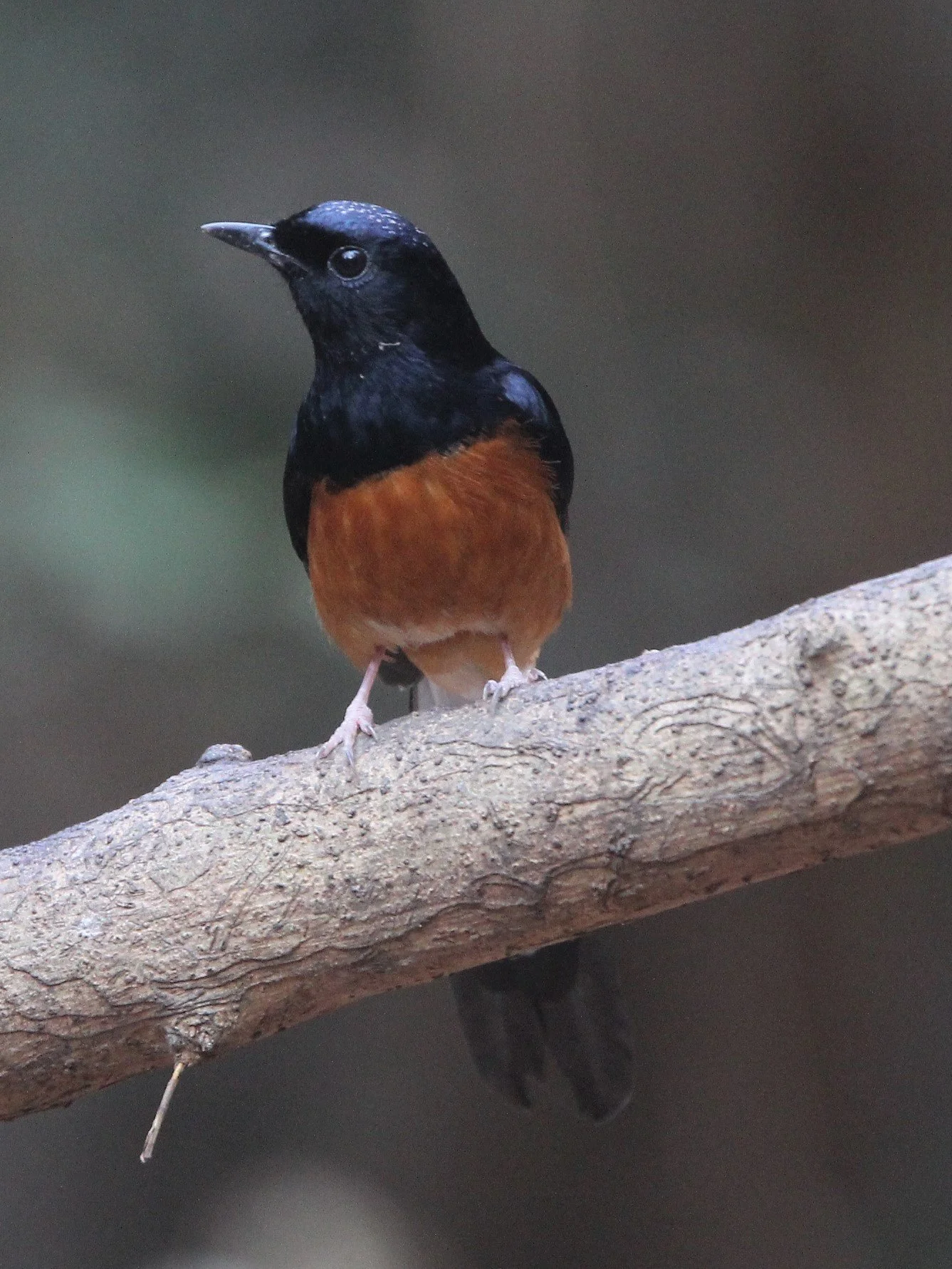 SHAMA - WHITE-RUMPED SHAMA - LUNG SIN HIDE KAENG KRACHAN.jpg