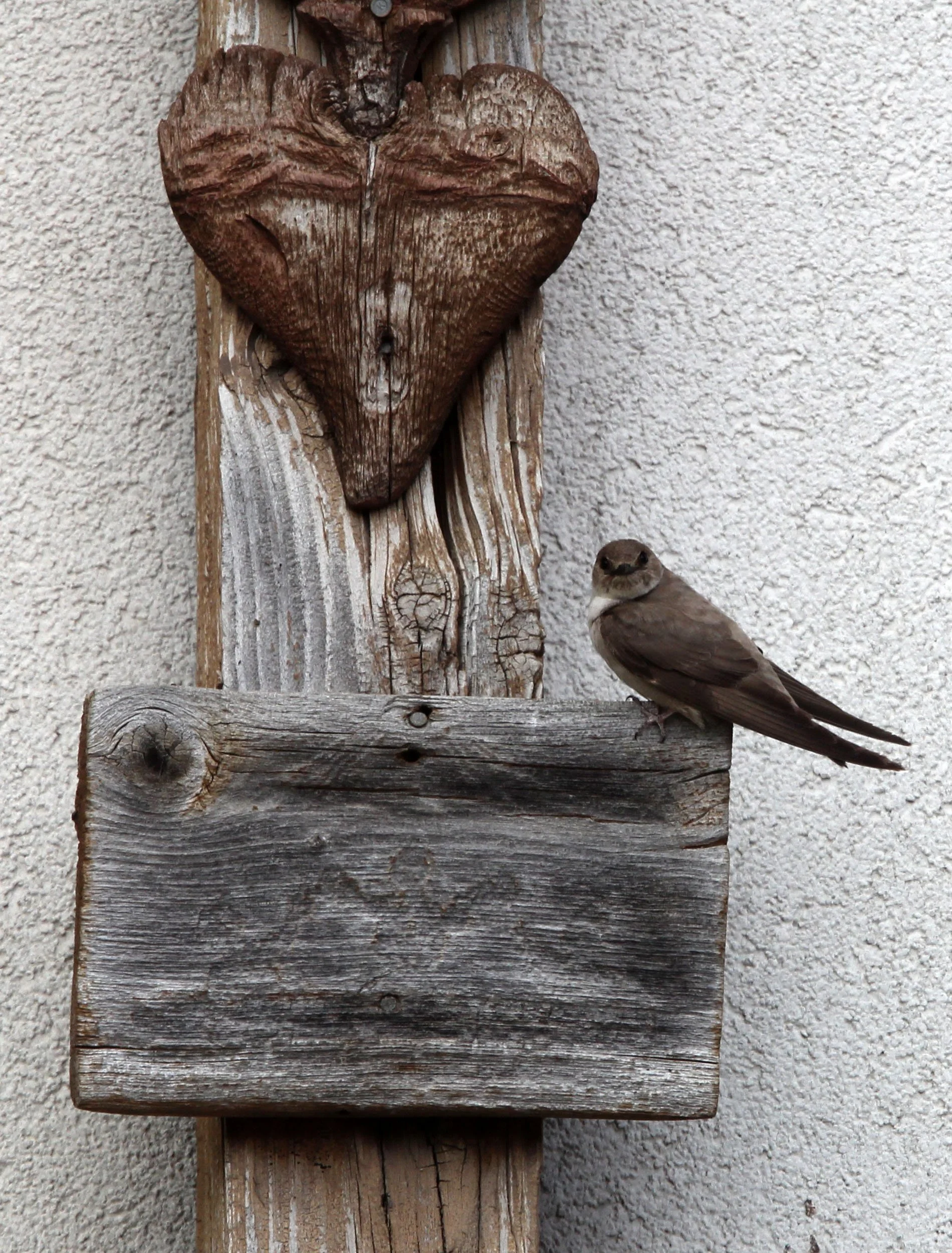 Sand Martin (Riparia riparia) Stelvio NP Italy.JPG