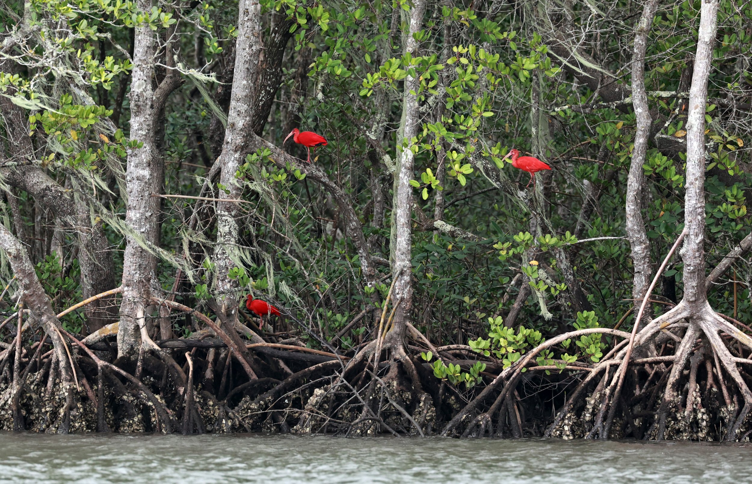 Scarlet Ibis (Eudocimus ruber) Superagüi National Park