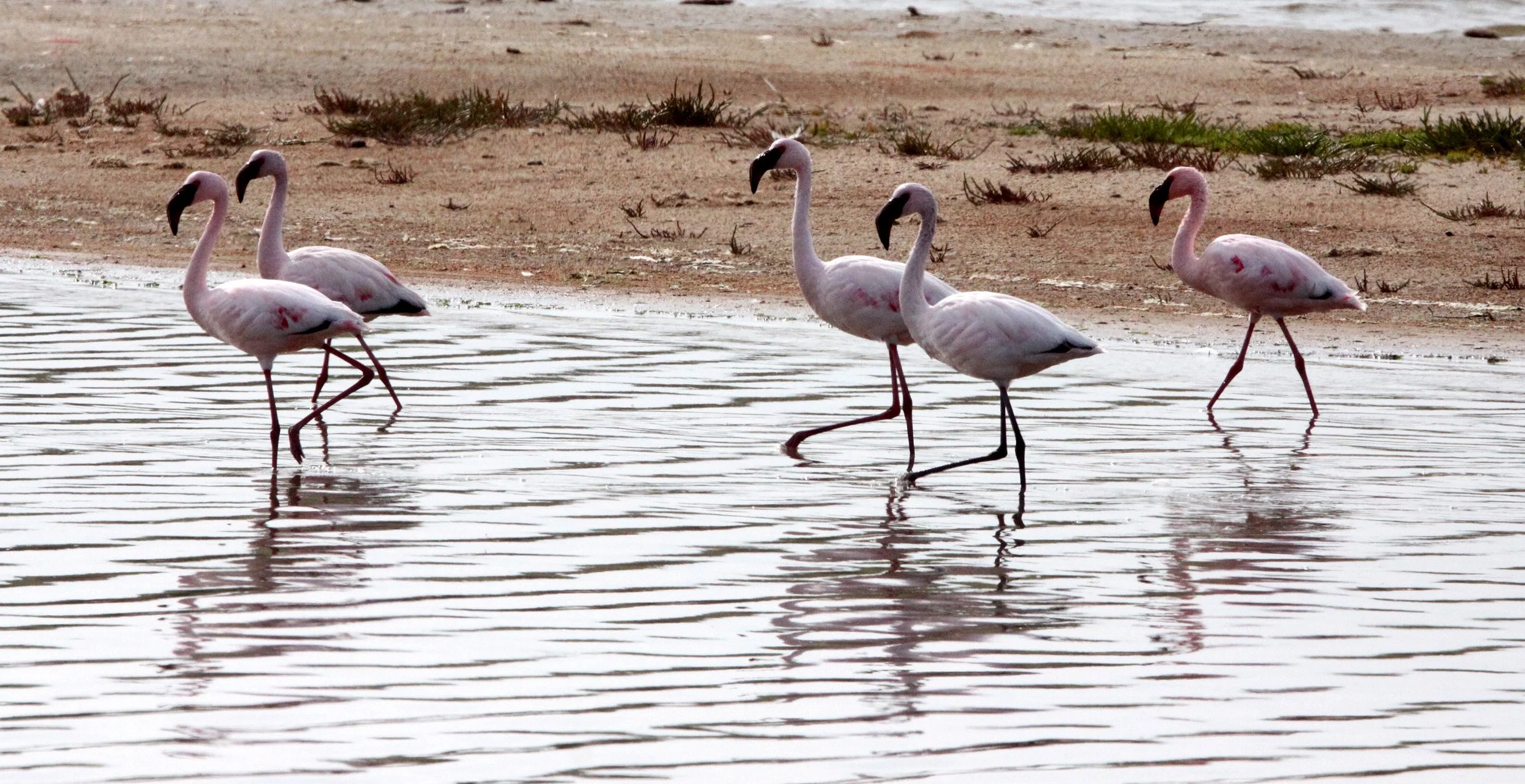 Phoeniconaias minor - Lesser Flamingo - Eland's Bay South Africa (6).JPG