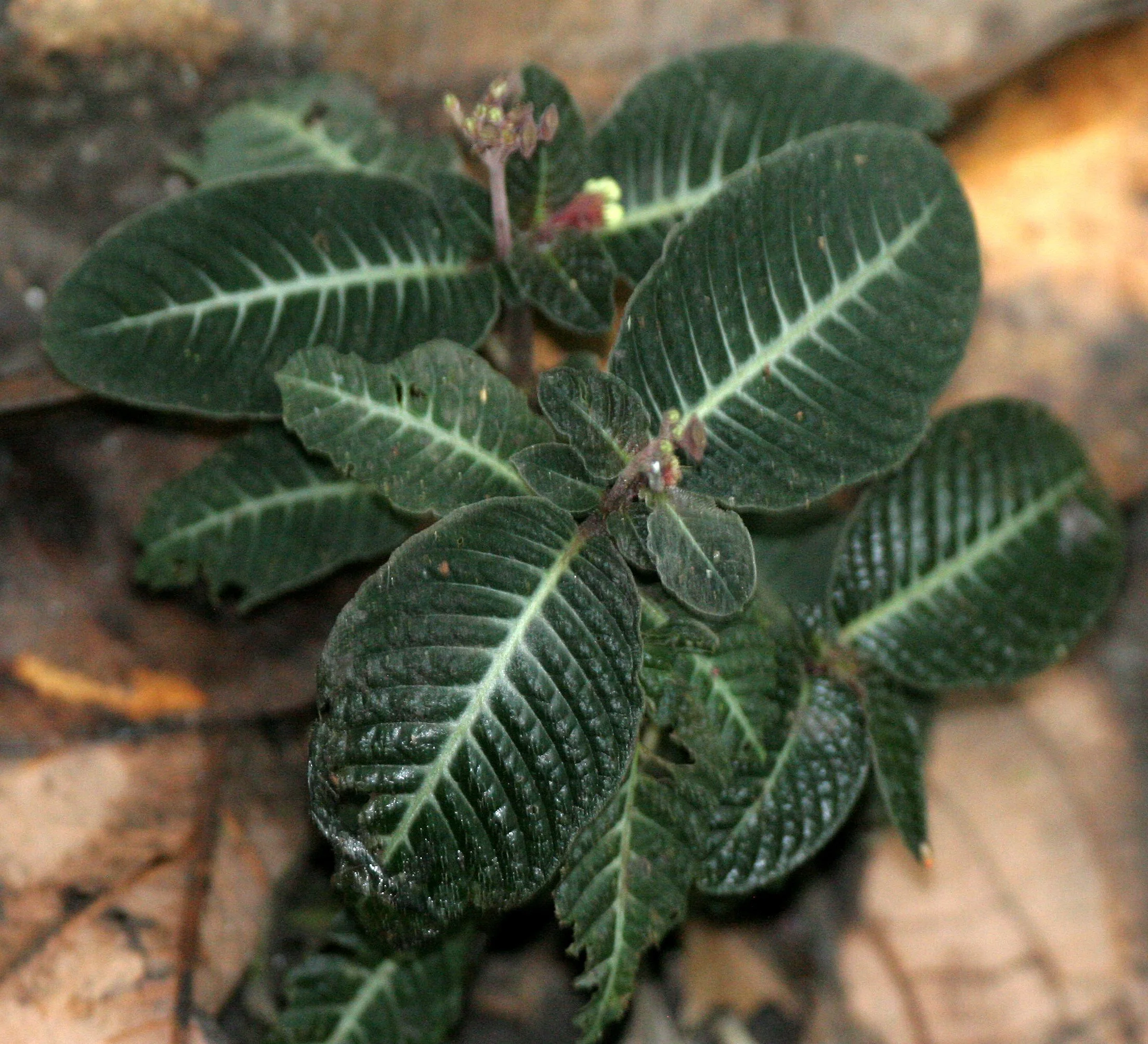 DANUM VALLEY - PLANT SPECIES B.JPG