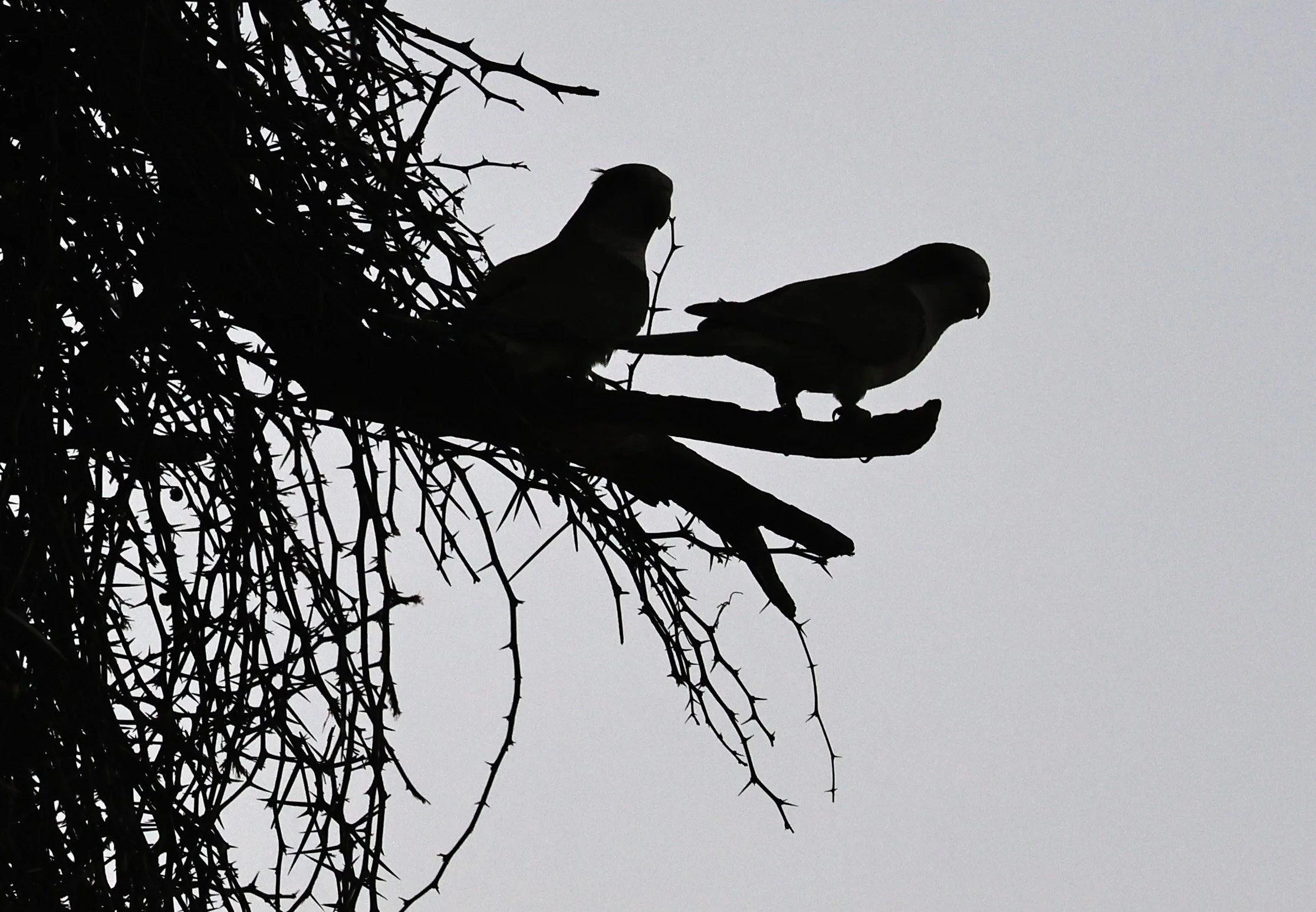 Monk Parakeet (Myiopsitta monachus) Fortin Toledo Paraguay (10).jpg
