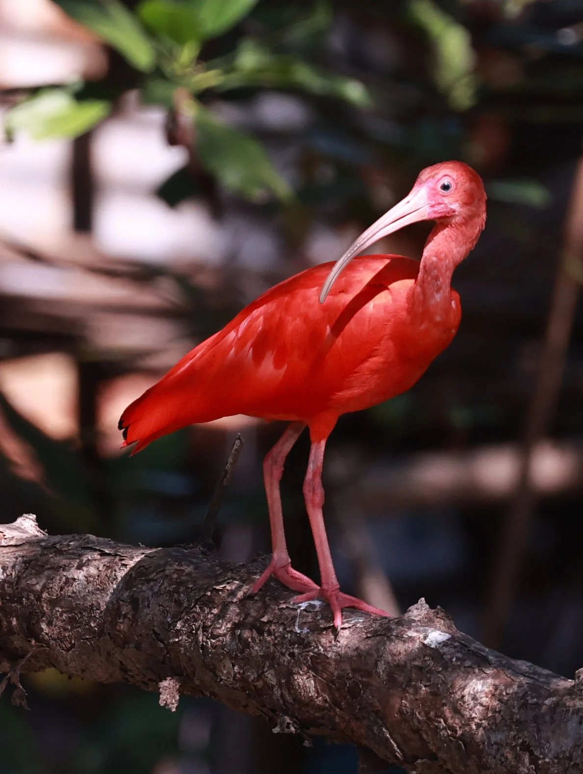 Ibis - Scarlet Ibis - Eudocimus ruber - 29 Songkaow Cafe, Chachoengsao Thailand (104).jpg