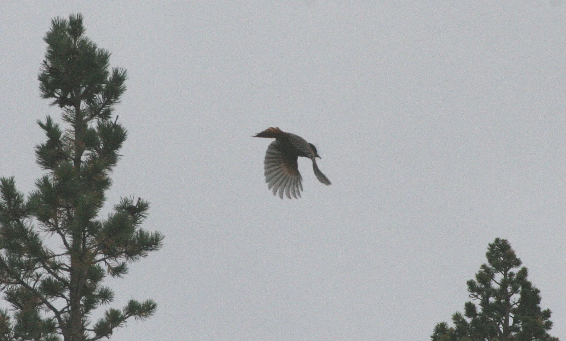 BIRD - JAY - SIBERIAN JAB - NORTHERN SWEDEN.jpg