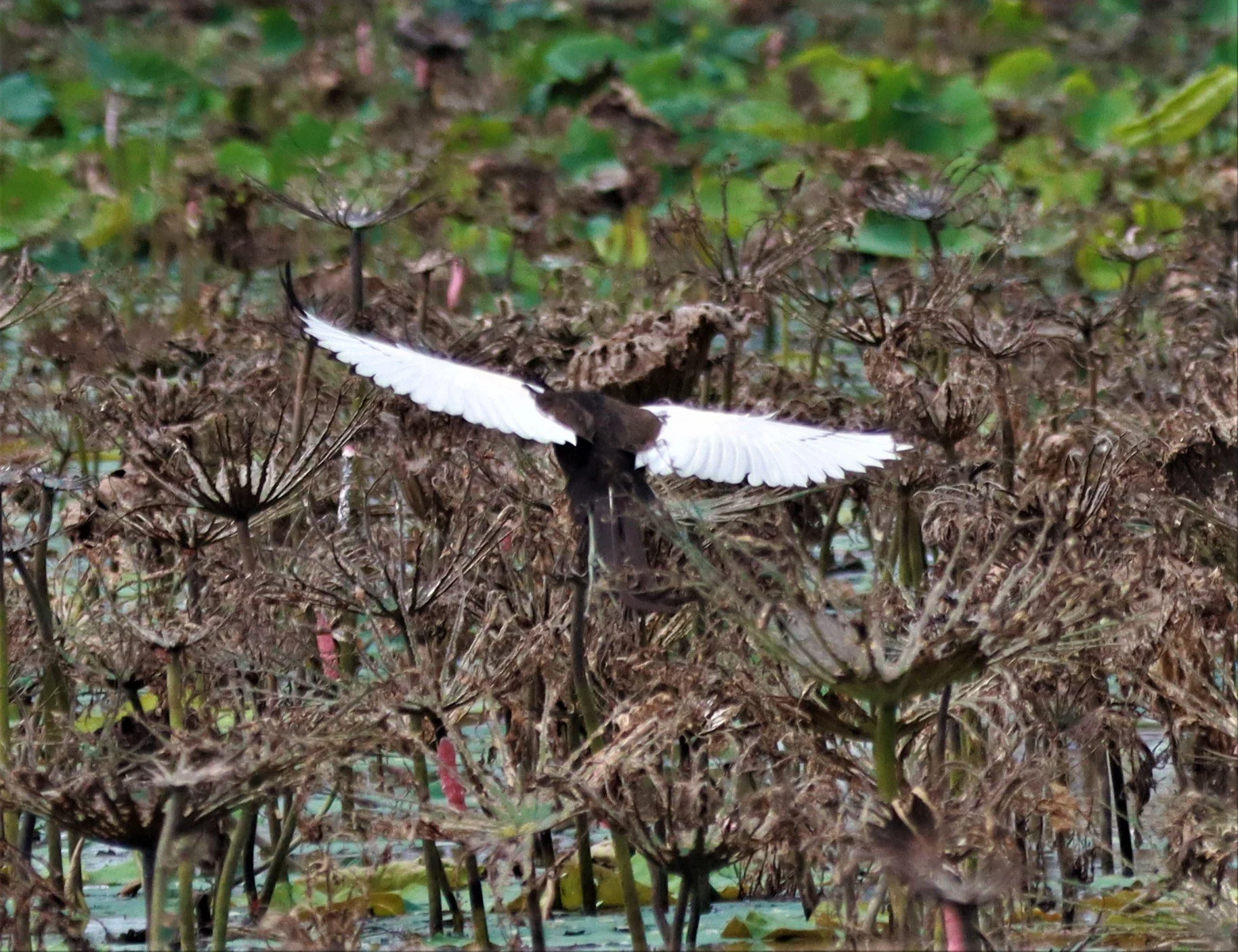 JACANA - PHEASANT-TAILED JACANA - Hydrophasianus chirurgus - BUENG BORAPHET NAKHON SAWAN AUGUST 2021 (31).jpg