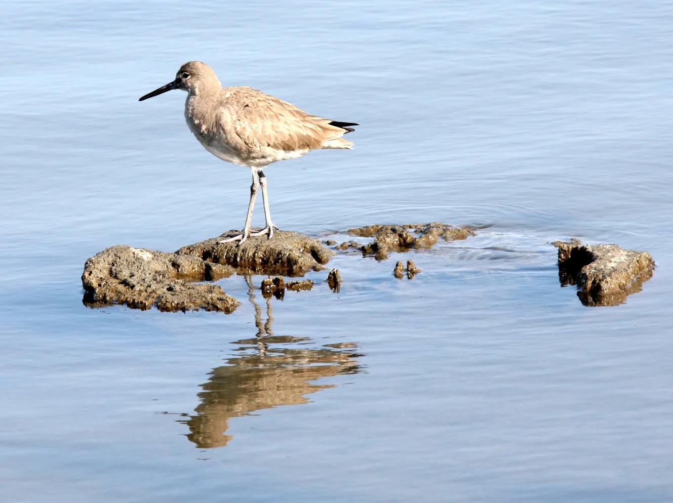 BIRD - WILLET - ARCATA MARSH CALIFORNIA (4).JPG