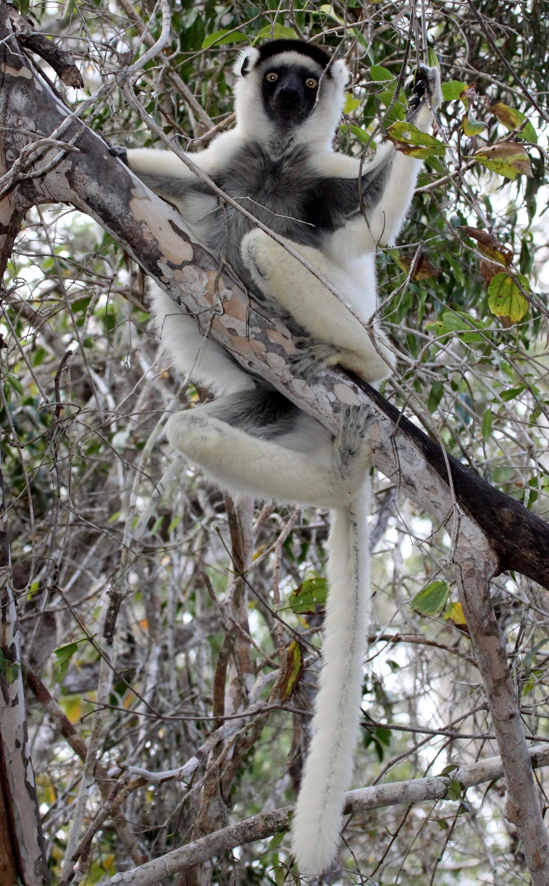 INDRIIDAE - Propithecus verreauxi - VERREAUX'S SIFAKA - KIRINDY NATIONAL PARK - MADAGASCAR (27).JPG