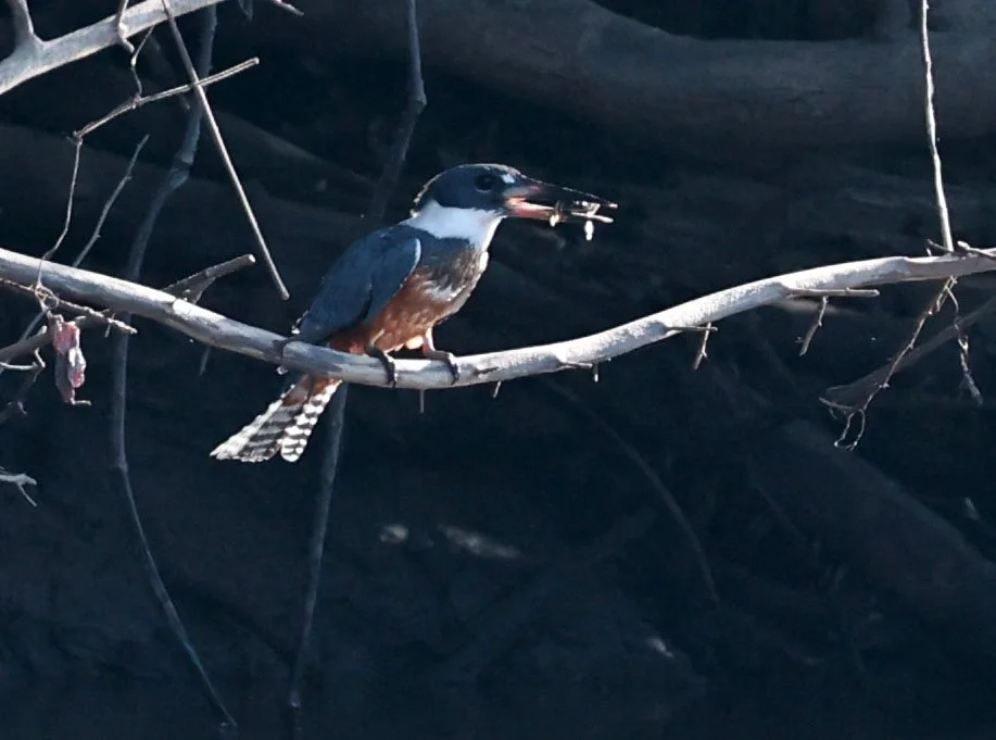 Kingfisher - Ringed Kingfisher - Megaceryle torquata - Pousada Aguape - Fazenda São José Zona Rural, Aquidauana, Mato Grosso do Sul, Brazil (2).jpg