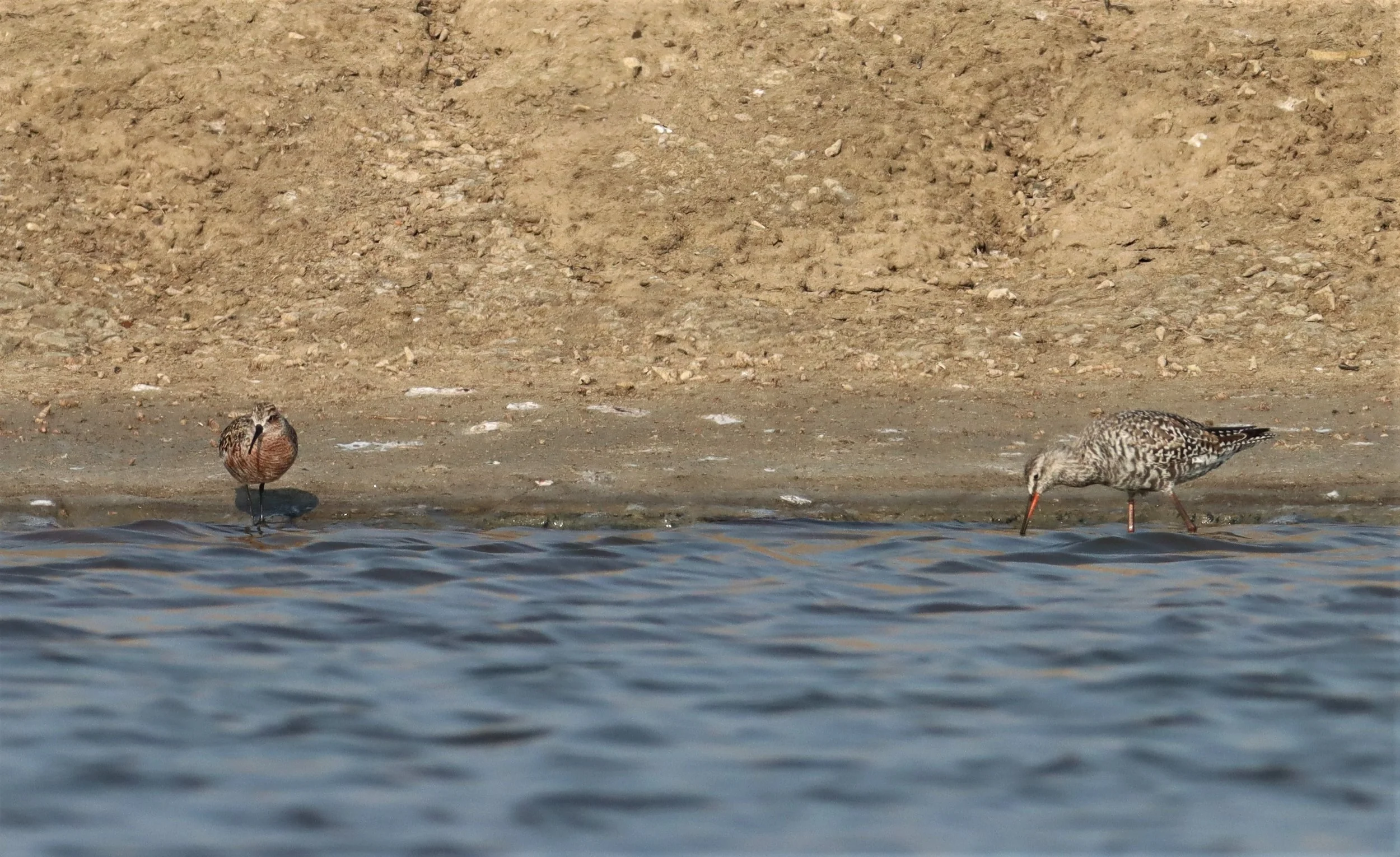 REDSHANK - SPOTTED REDSHANK - Tringa erythropus - WITH CURLEW SANDPIPER - BANG PAKONG SALT PANS CHACHOENGSAO WEST OF RIVER  (2).jpg