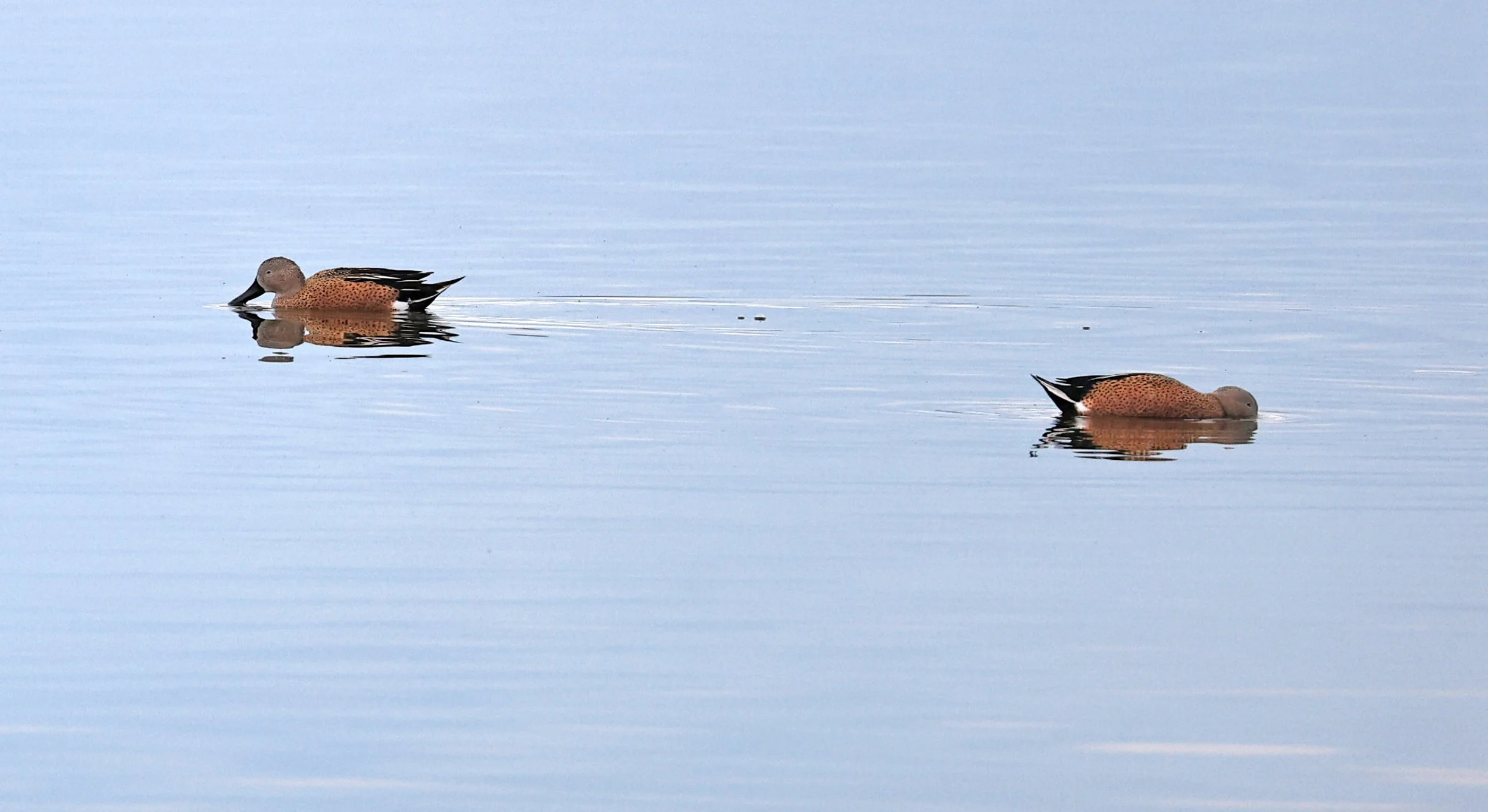 Red Shoveler (Spatula platalea) Lagunas del Ornitólogo, Trelew Argentina (11).jpg