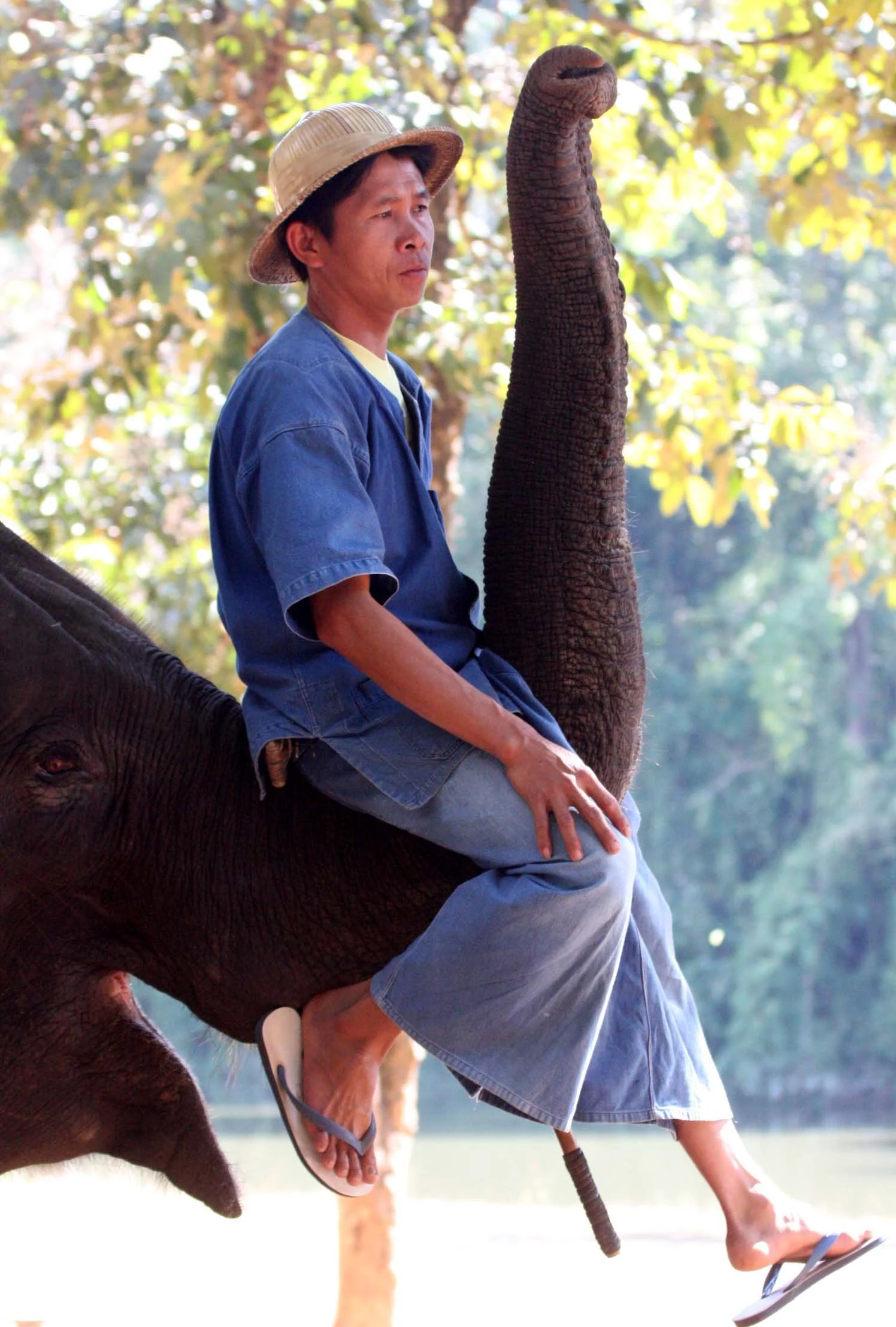 2008 Lampang City & Elephant Center (44).JPG