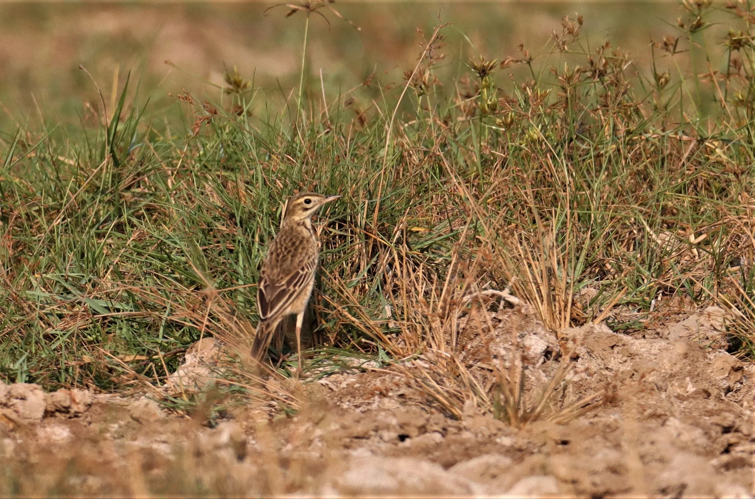 Paddyfield Pipit (Anthus rufulus) BANG KHAEM WETLANDS NAKHON PATHOM (3).jpg