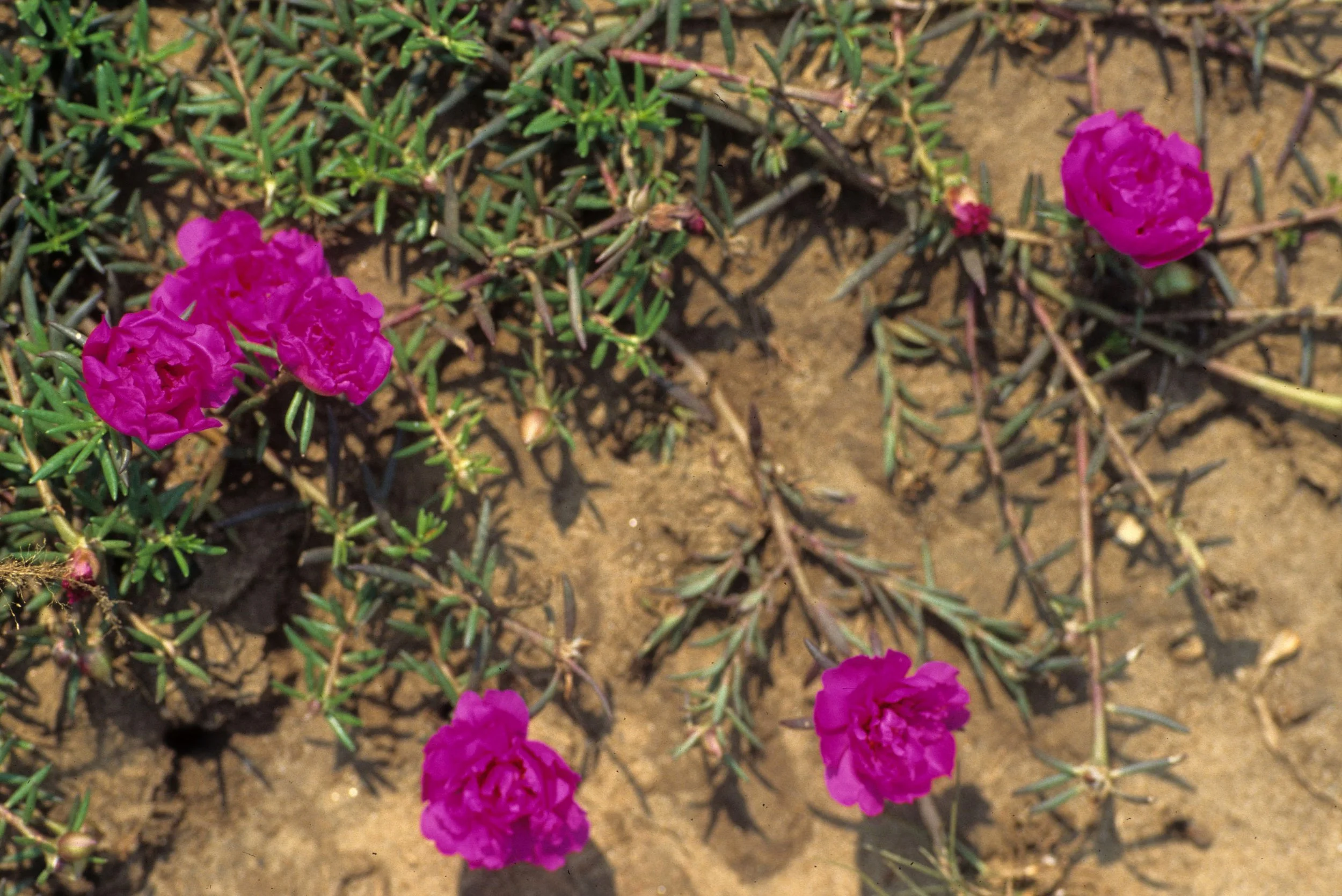 KENYA - CREEPING RED ROSE FAMILY.jpg