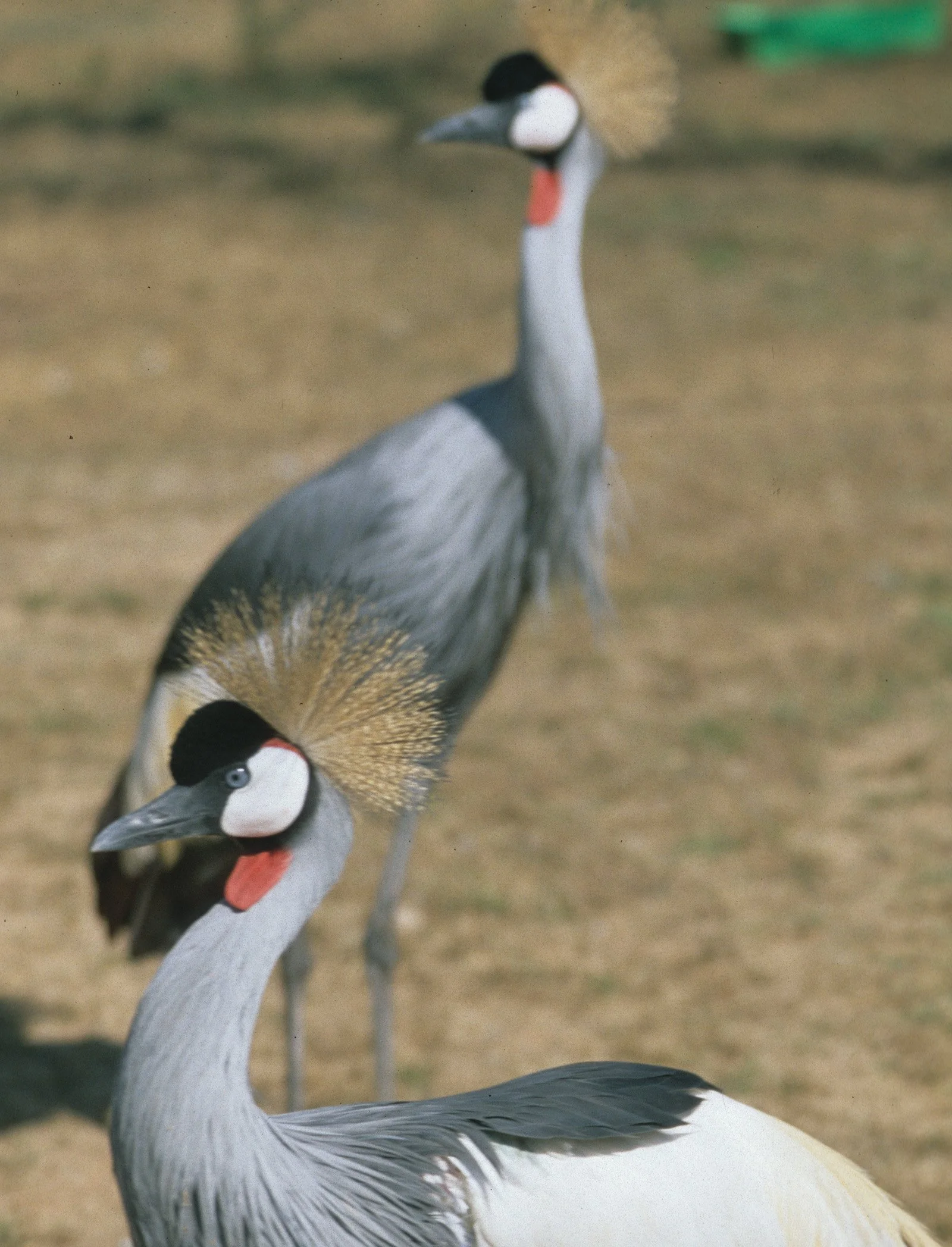 BIRDS - CRANE - CROWNED CRANE - SOUTHERN -.jpg