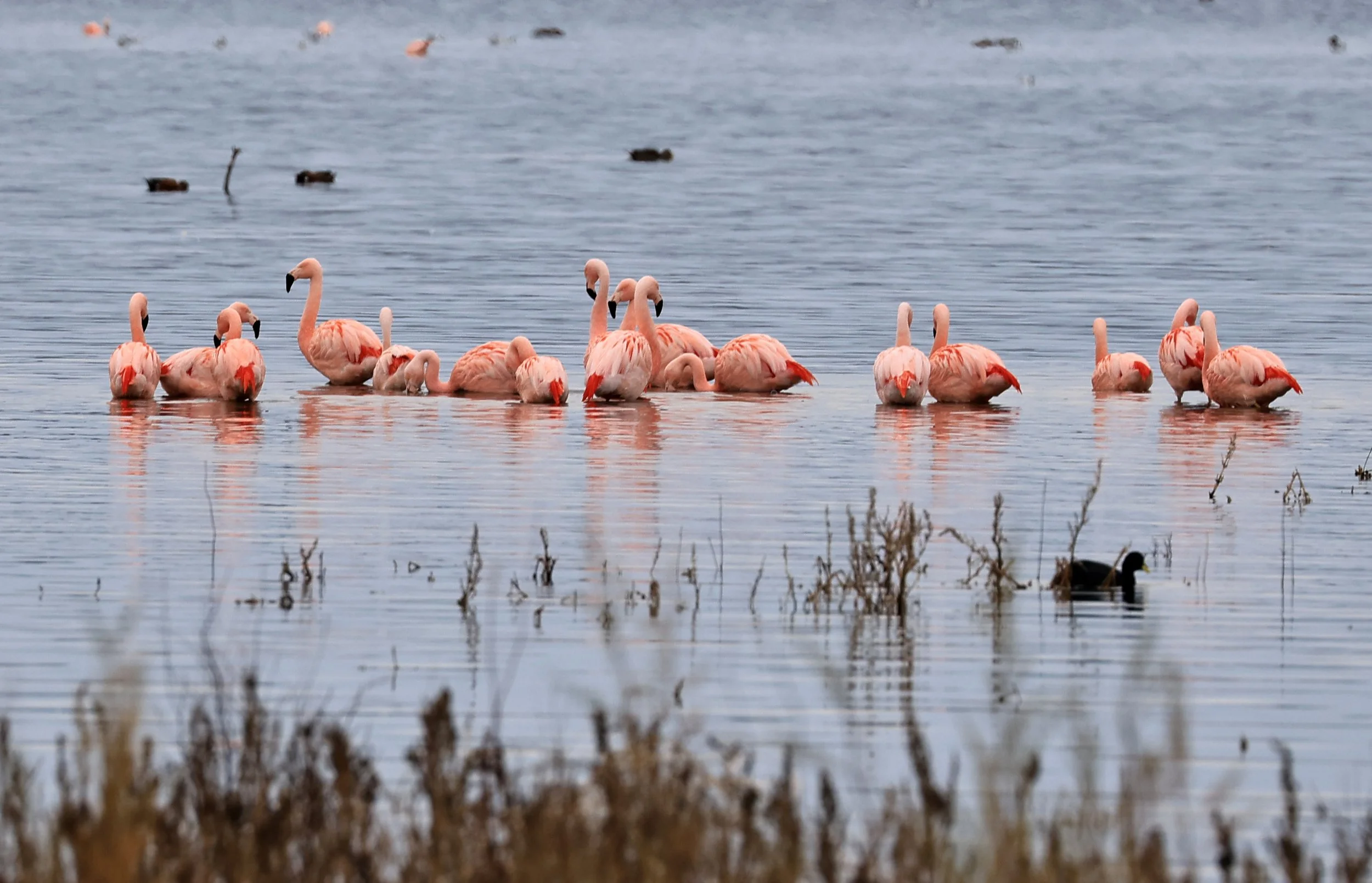 Chilean Flamingo (Phoenicopterus chilensis) Lagunas del Ornitólogo, Trelew Argentina (107).jpg