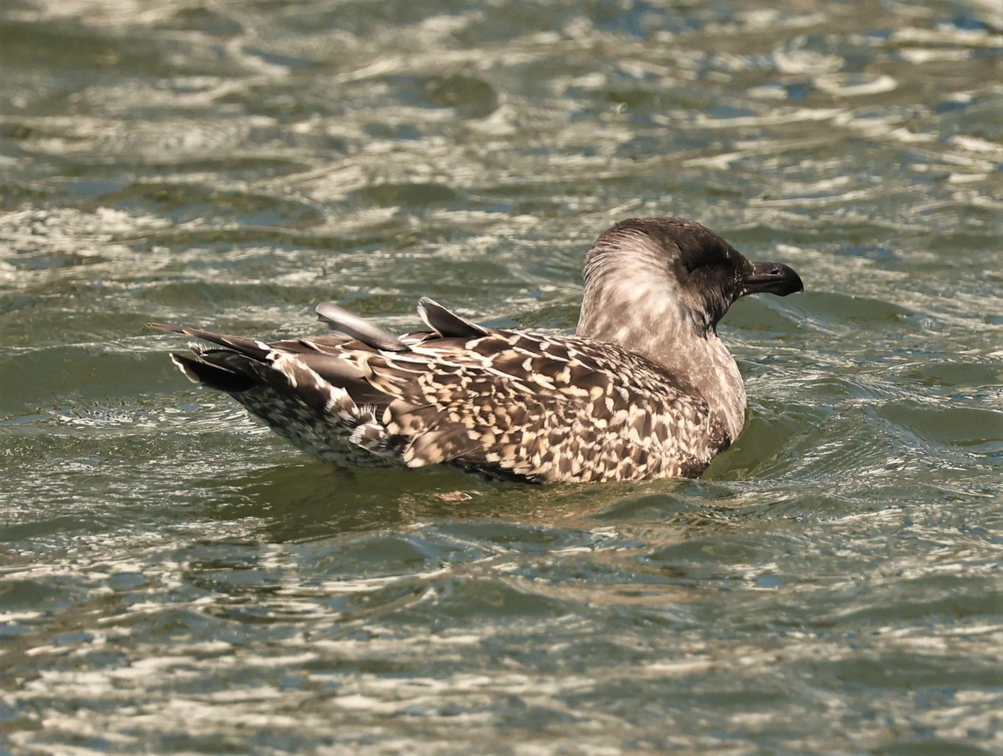 Larus occidentalis - WESTERN GULL - ELKHORN SLOUGH MOSS LANDING CALIFORNIA AUGUST 2022 (3).jpg