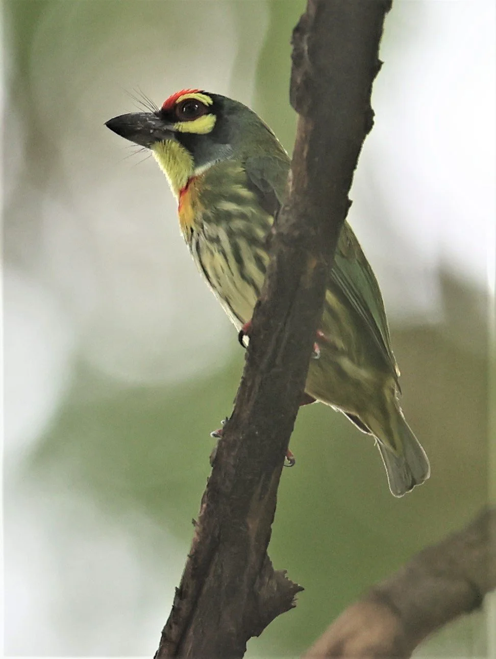 BARBET - COPPERSMITH BARBET - Megalaima haemacephala - BANGKOK PATANA SCHOOL BANGNA (11).jpg