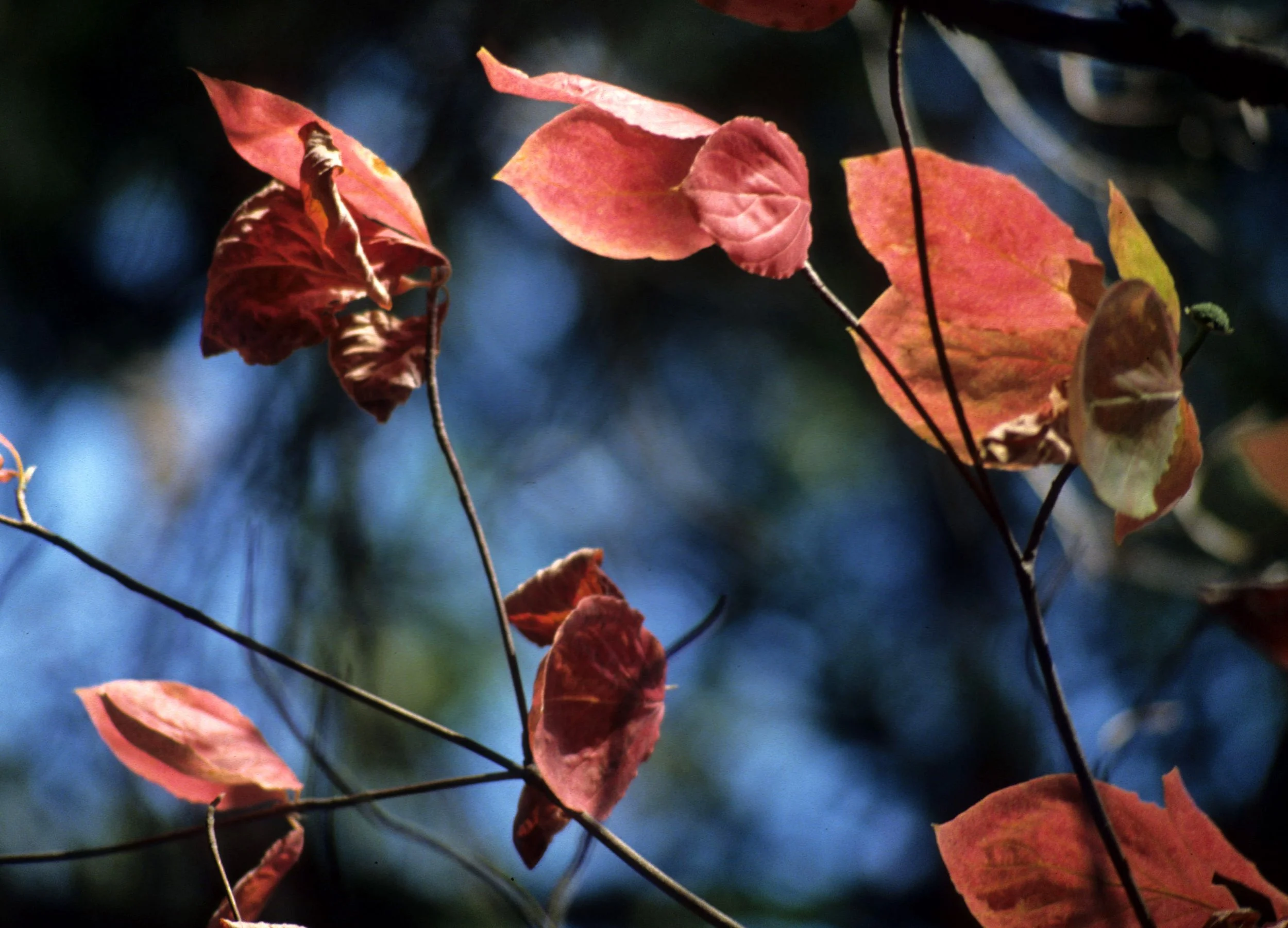 CALIFORNIA - SIERRA - CORNUS SPECIES - PACIFIC DOGWOOD A (2).jpg