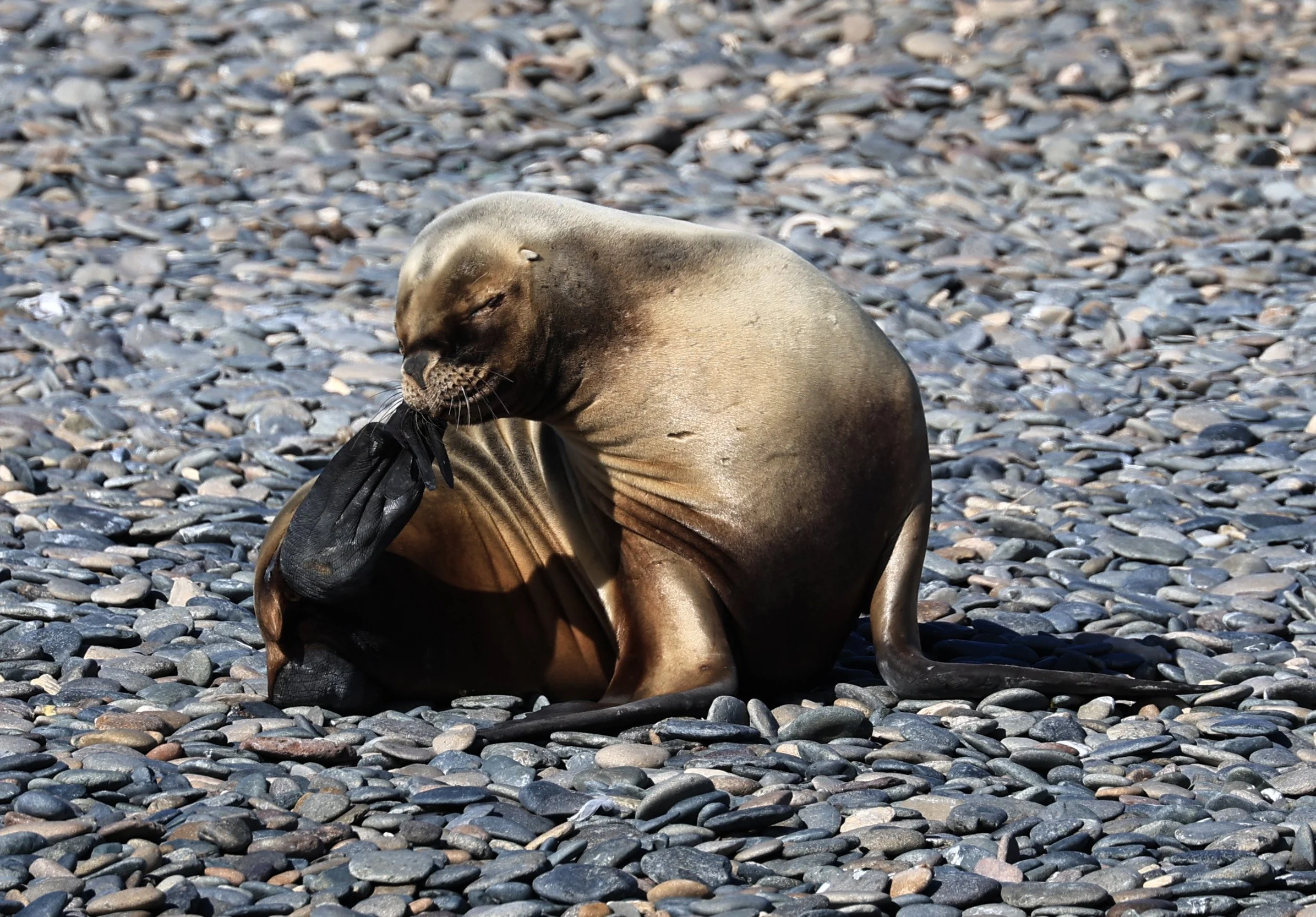 South American Sea Lion (Otaria flavescens) Puerto Rawson Argentina (5).jpg