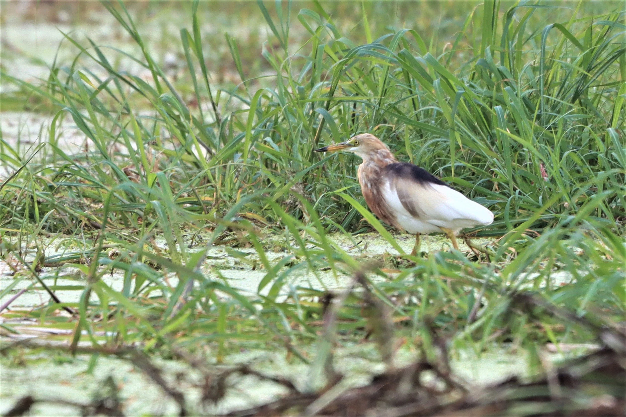HERON - JAVAN POND HERON - Ardeola speciosa - MUANG BORAN WETLANDS SAMUT PRAKAN (1).jpg