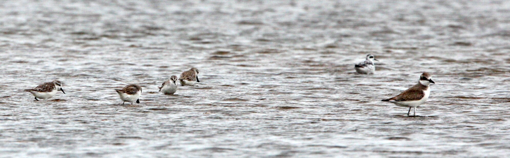 SANDPIPER - SPOON-BILLED SANDPIPER - Calidris pygmeus - PAK THALE PETCHABURI PROVINCE THAILAND (36).JPG