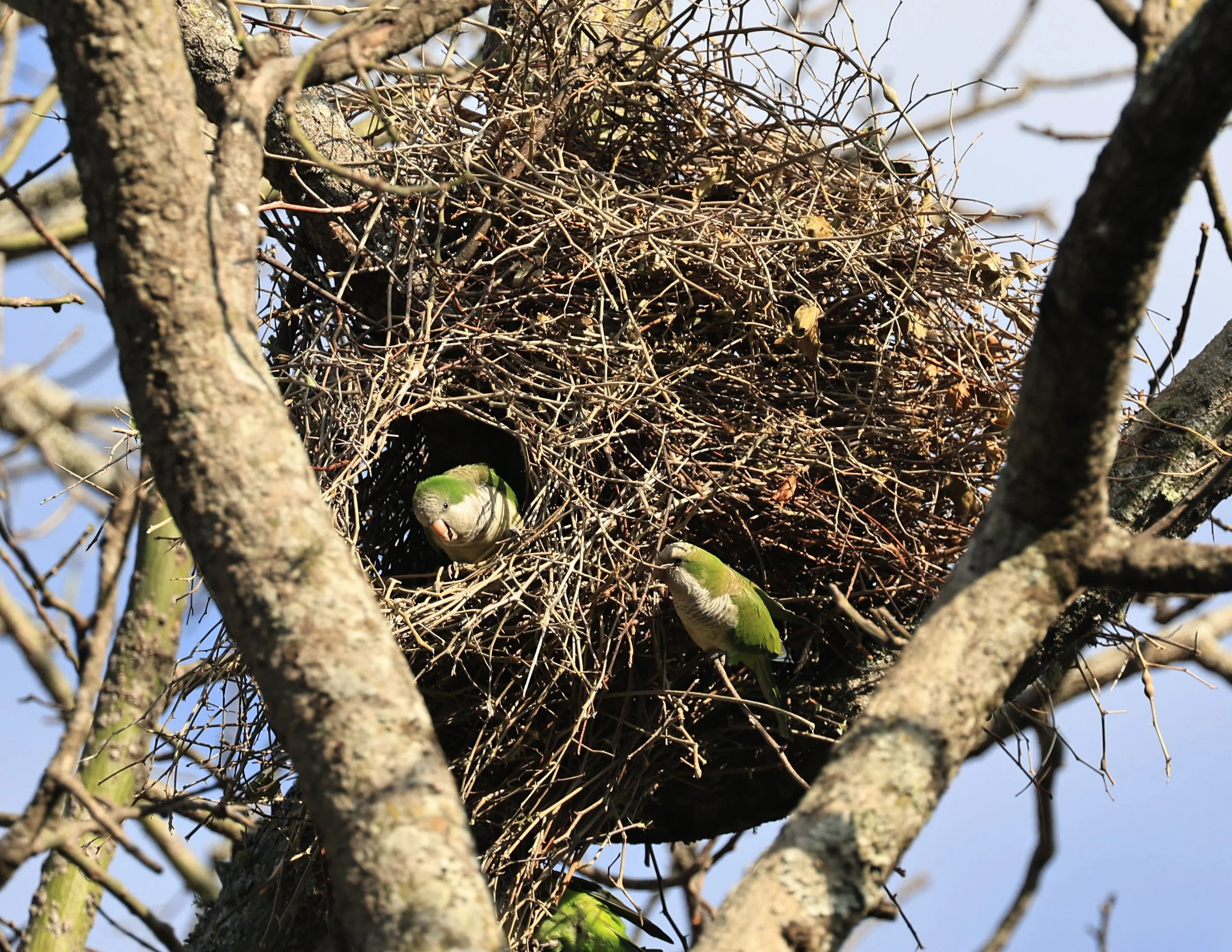 Monk Parakeet (Myiopsitta monachus) Estancia Campo'i Paraguay (3).jpg
