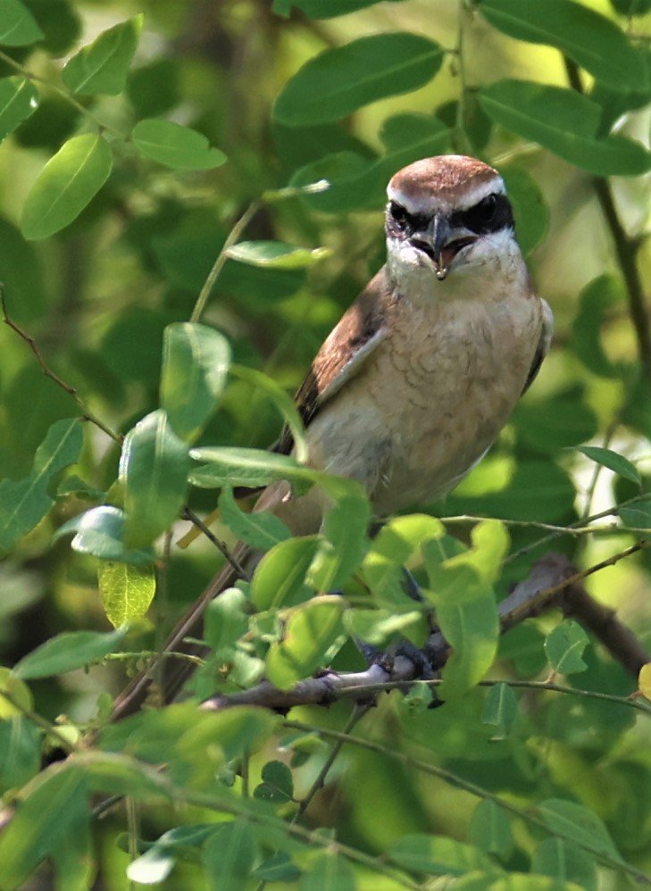 Brown Shrike (Lanius cristatus)