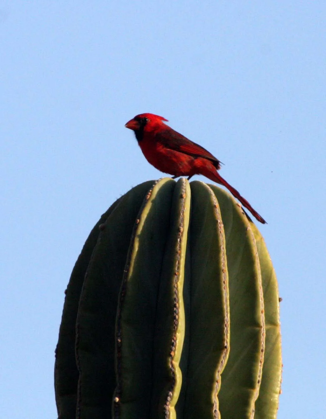 BIRD - CARDINAL - NORTHERN CARDINAL - ISLA SANTA CATALINA BAJA MEXIO.JPG
