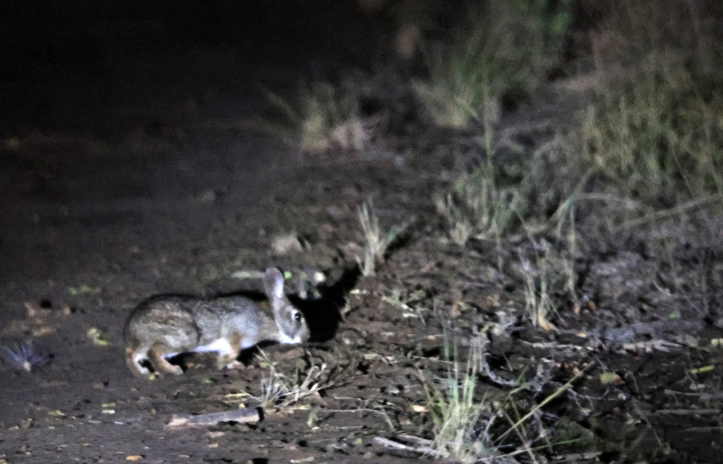 Tapetí (Sylvilagus brasiliensis) Reserva Nueland  Selva Serena (1).jpg