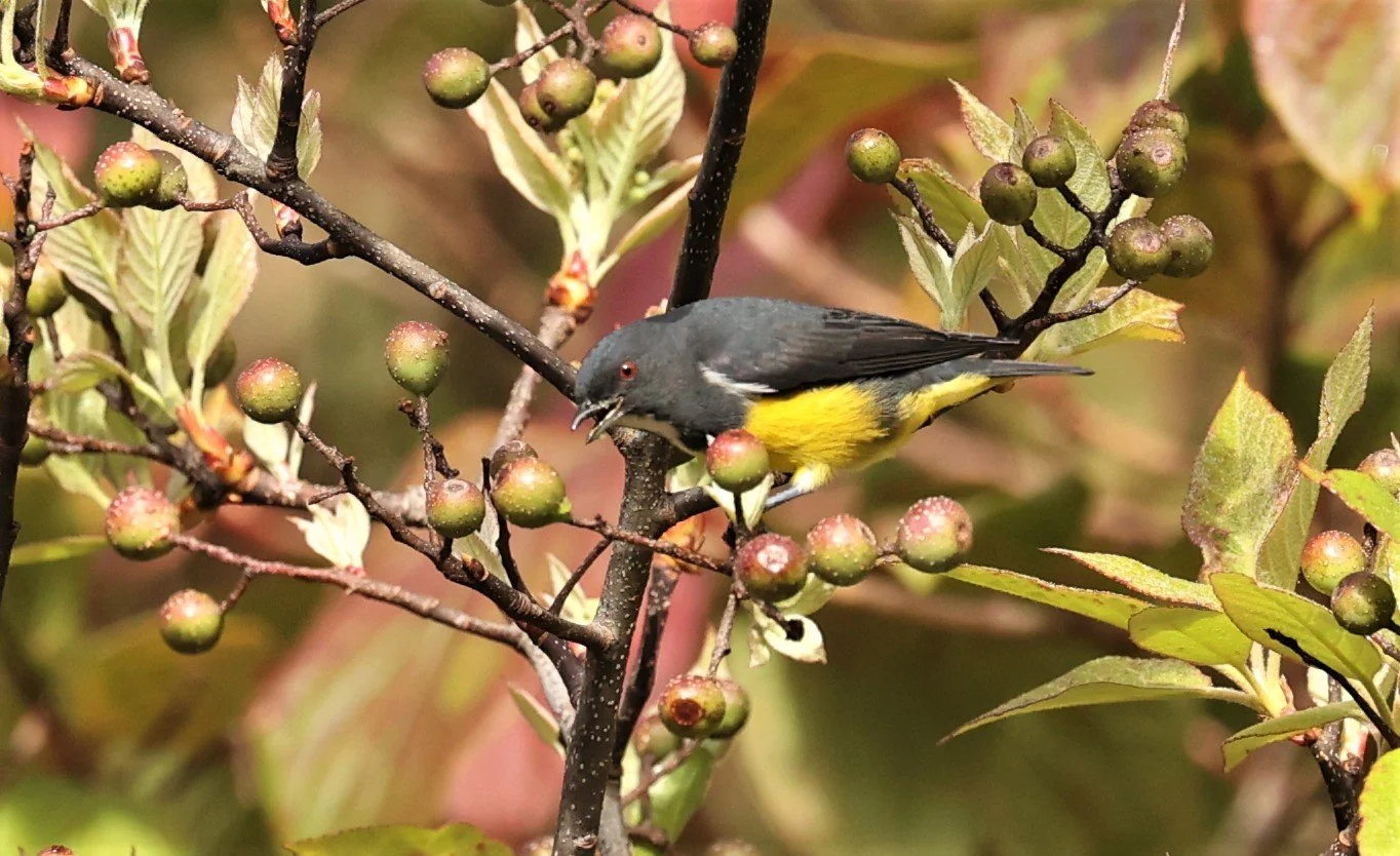 FLOWERPECKER - YELLOW-BELLIED FLOWERPECKER - Dicaeum melanozanthum - DOI INTHANON NP CHIANG MAI, DEC 2021 (35).jpg