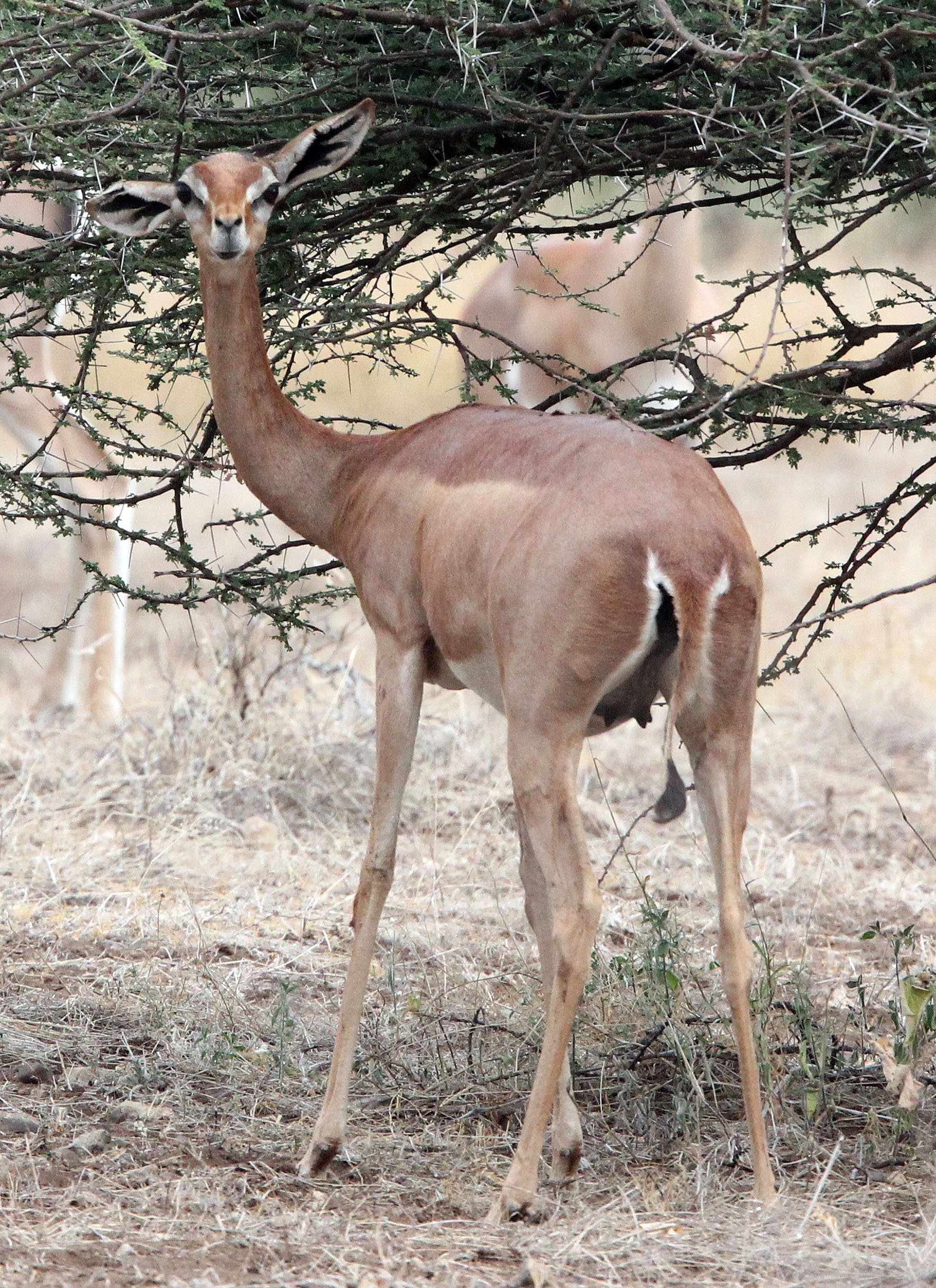 GERENUK - SOUTHERN GERENUK - Litocranius walleri - SAMBURU NATIONAL PARK KENYA  (17).JPG