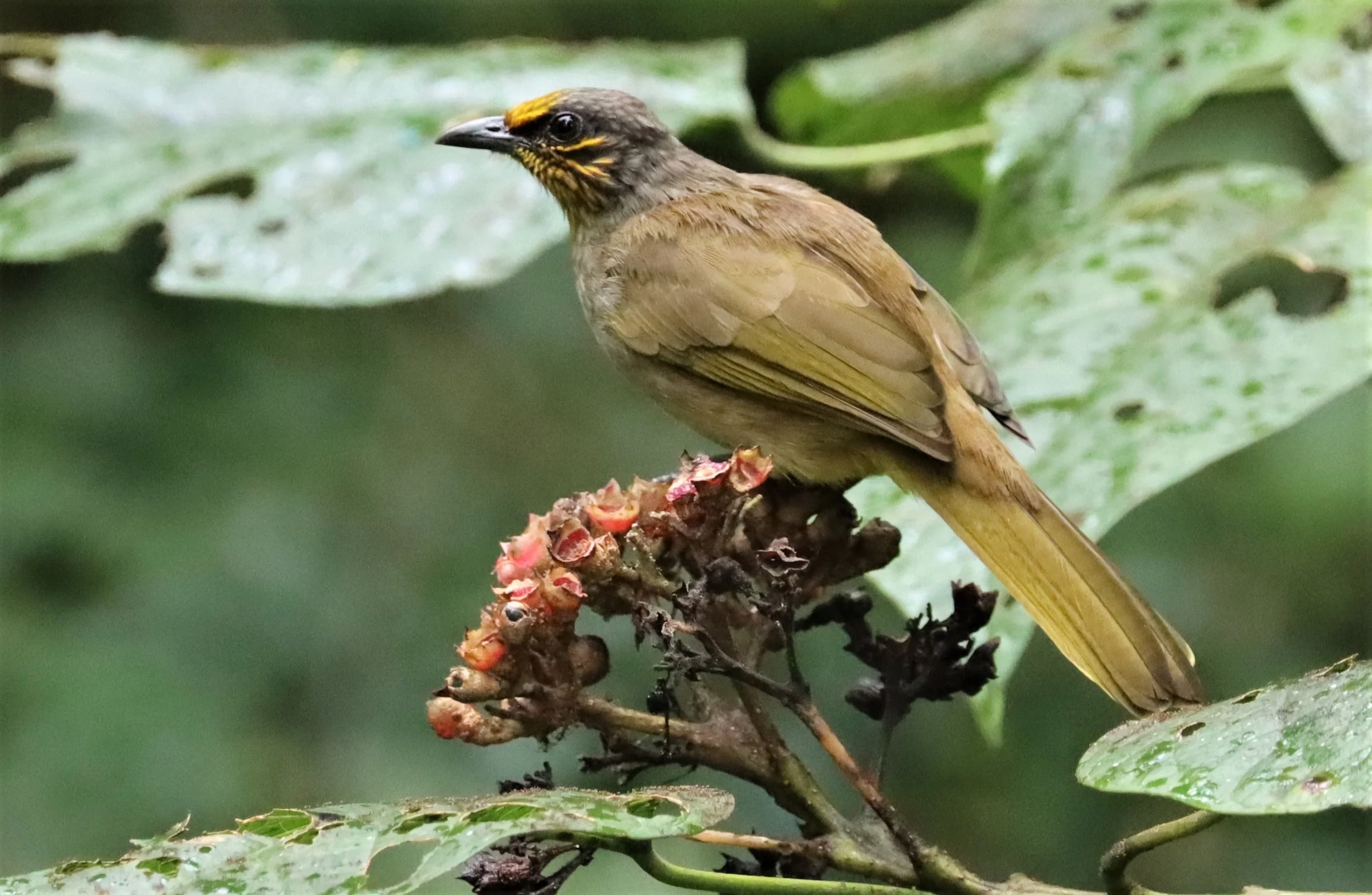 BULBUL - STRIPE-THROATED BULBUL - Pycnonotus finlaysoni -KAENG KRACHAN NP 26 OCT 2021 (55).jpg
