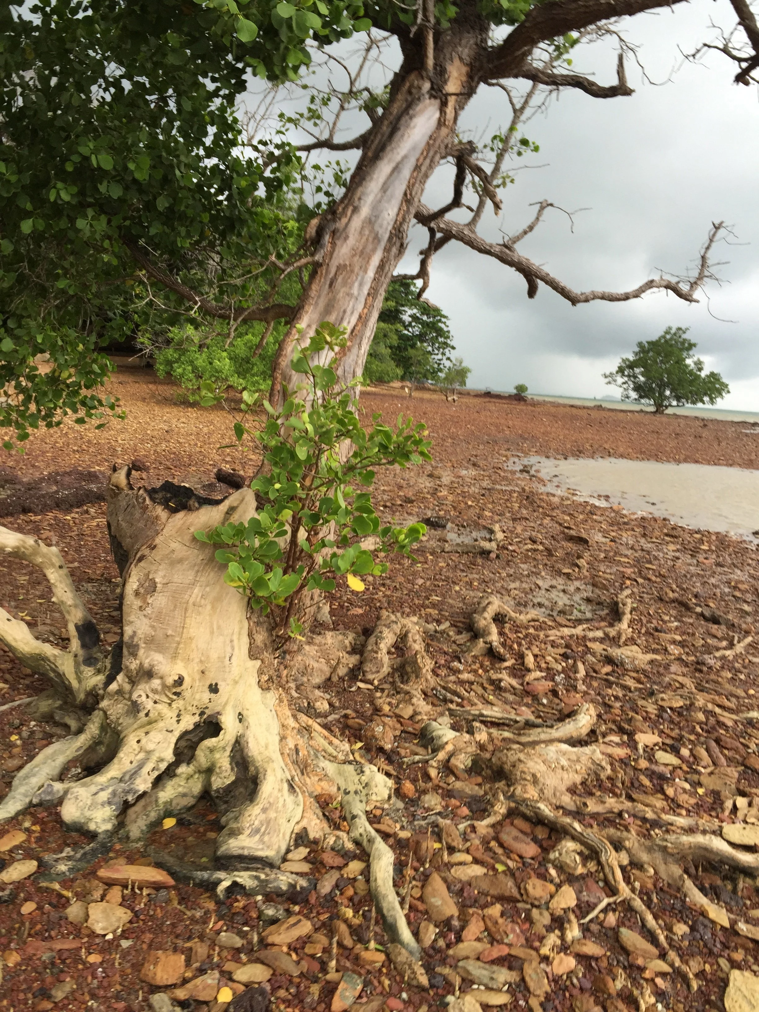 2015 Koh Lanta Garden & Nature (229).jpg