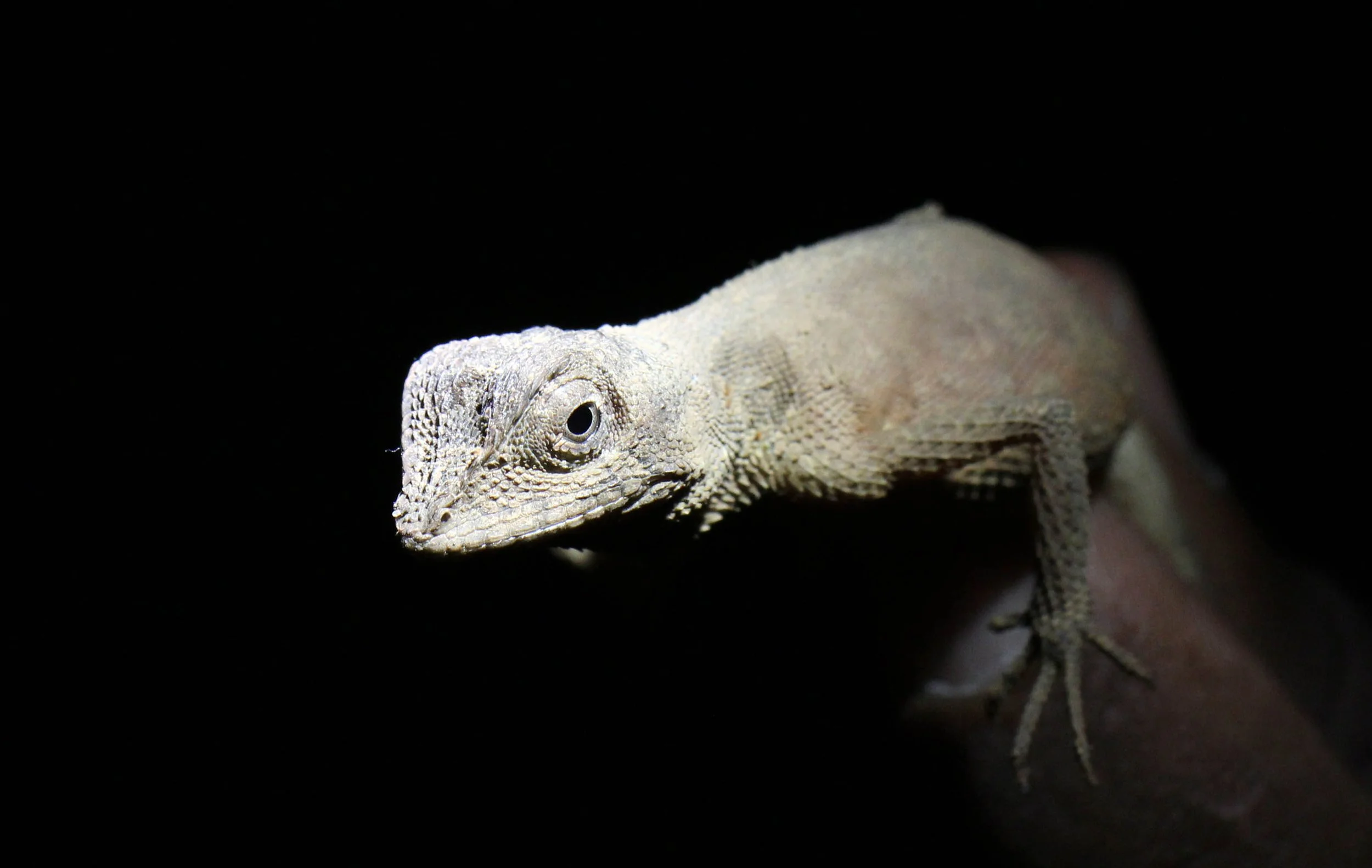 Otocryptis wiegmanni - BROWN-PATCHED KANGAROO LIZARD - NIGAMBU FOREST AREA SRI LANKA (6).JPG