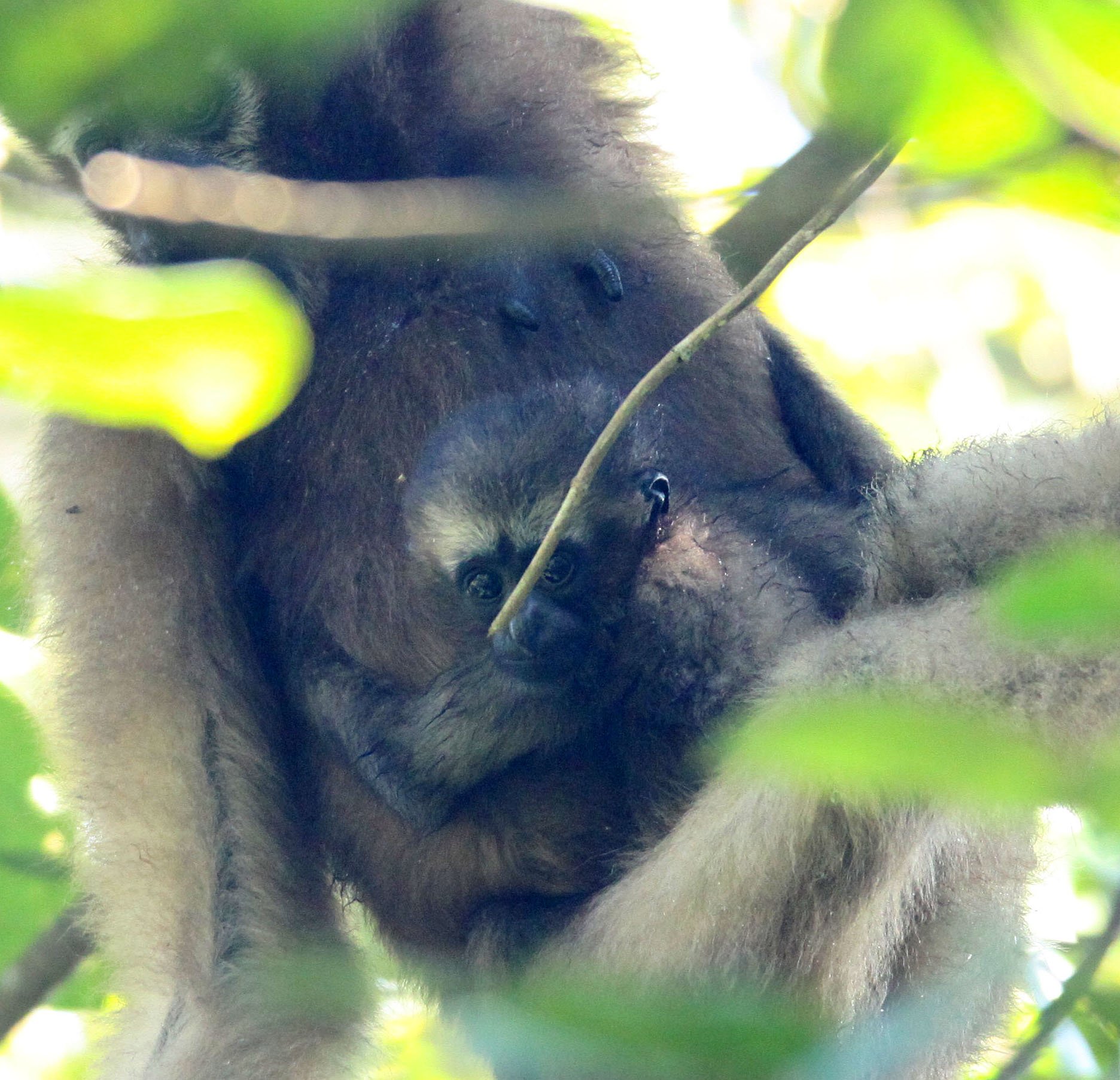 HYLOBATIDAE - Hoolock hoolock - WESTERN HOOLOCK'S GIBBON - WILD GIBBON SANCTUARY ASSAM INDIA (189).JPG