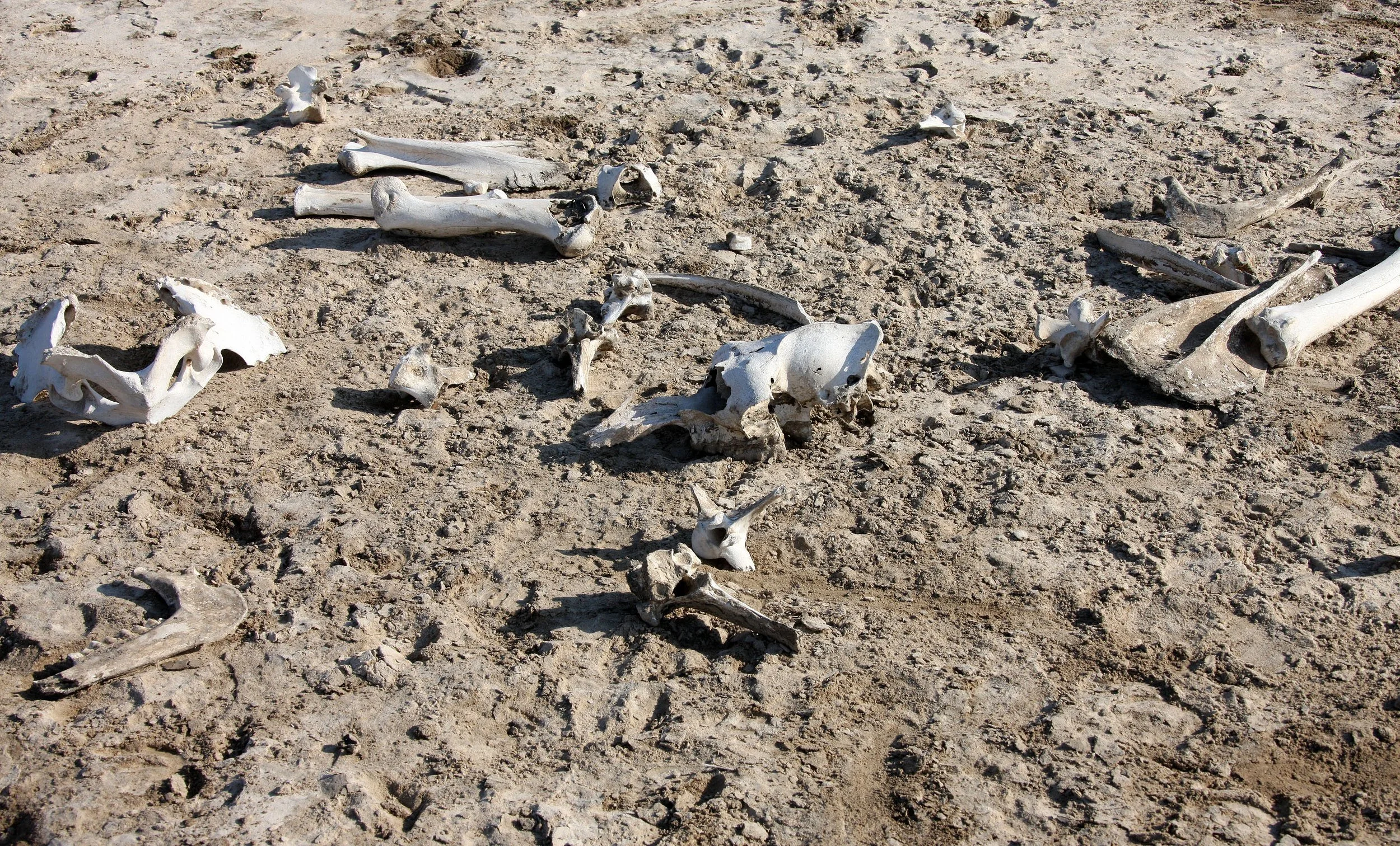 GUJARAT - KUTCH - LITTLE RANN OF KUTCH INDIA (63).JPG
