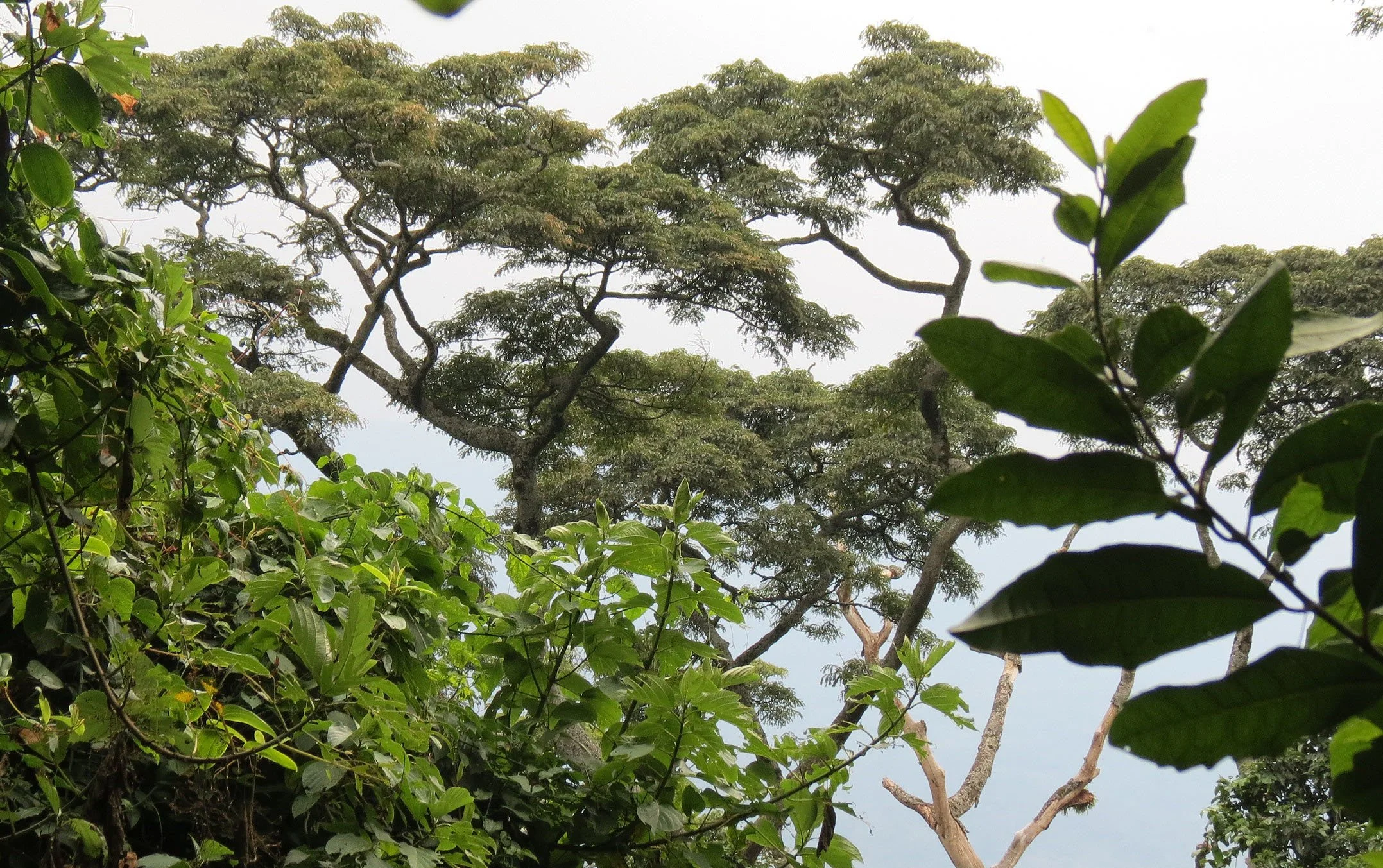 RWENZORI NATIONAL PARK UGANDA (29).JPG